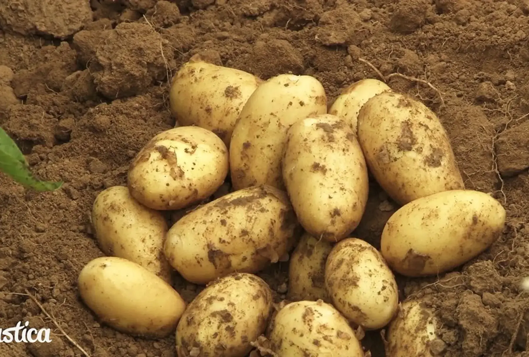 pomme de terre blanche