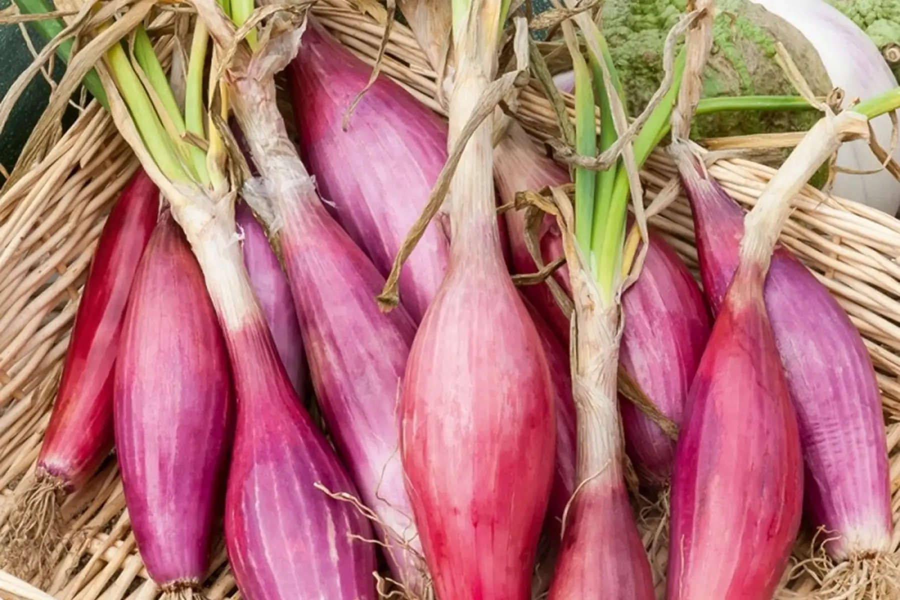 oignon rouge botte (300g)