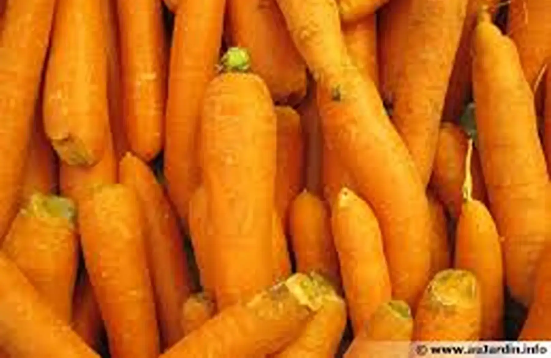 carottes