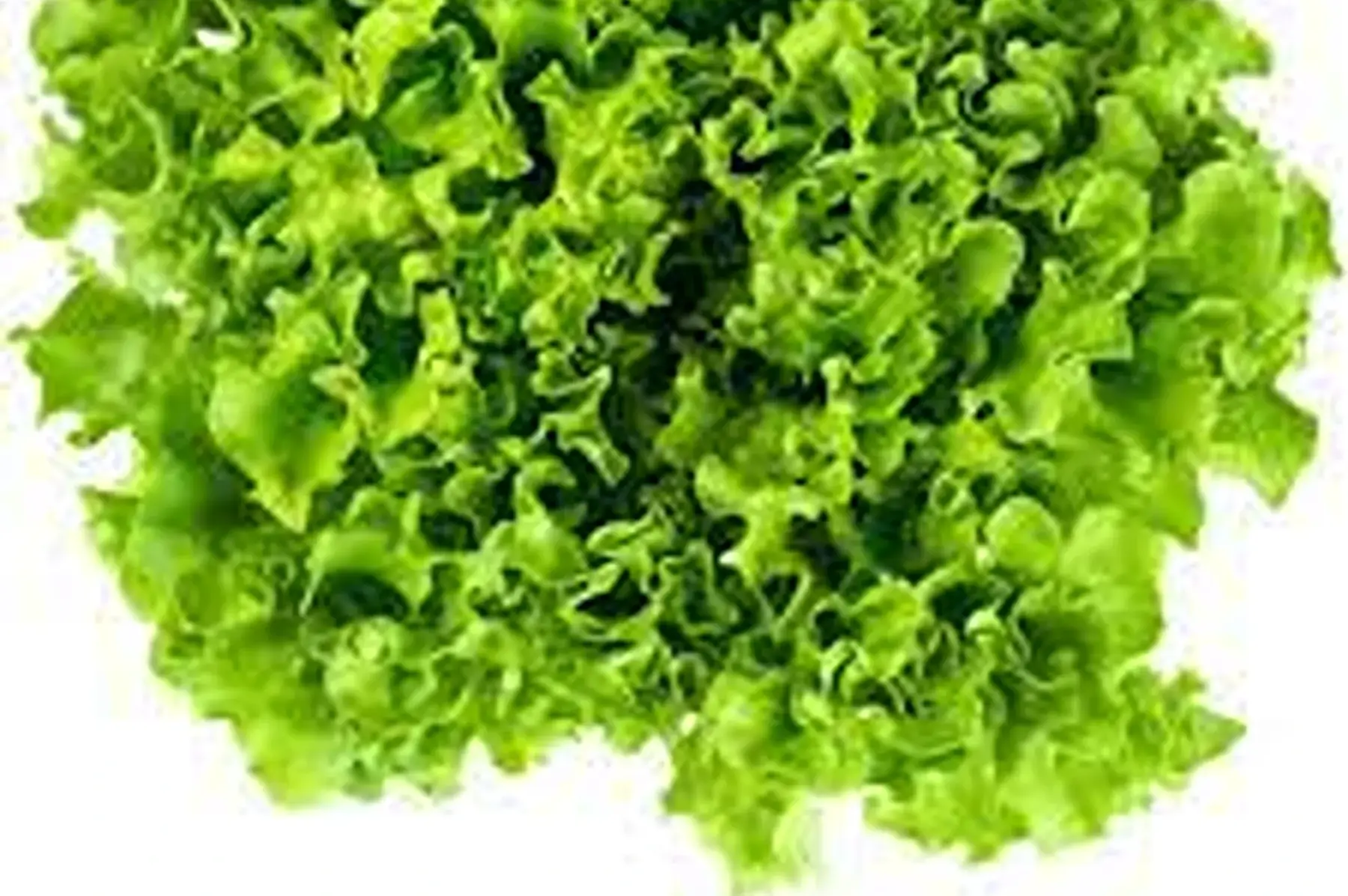 salade batavia verte