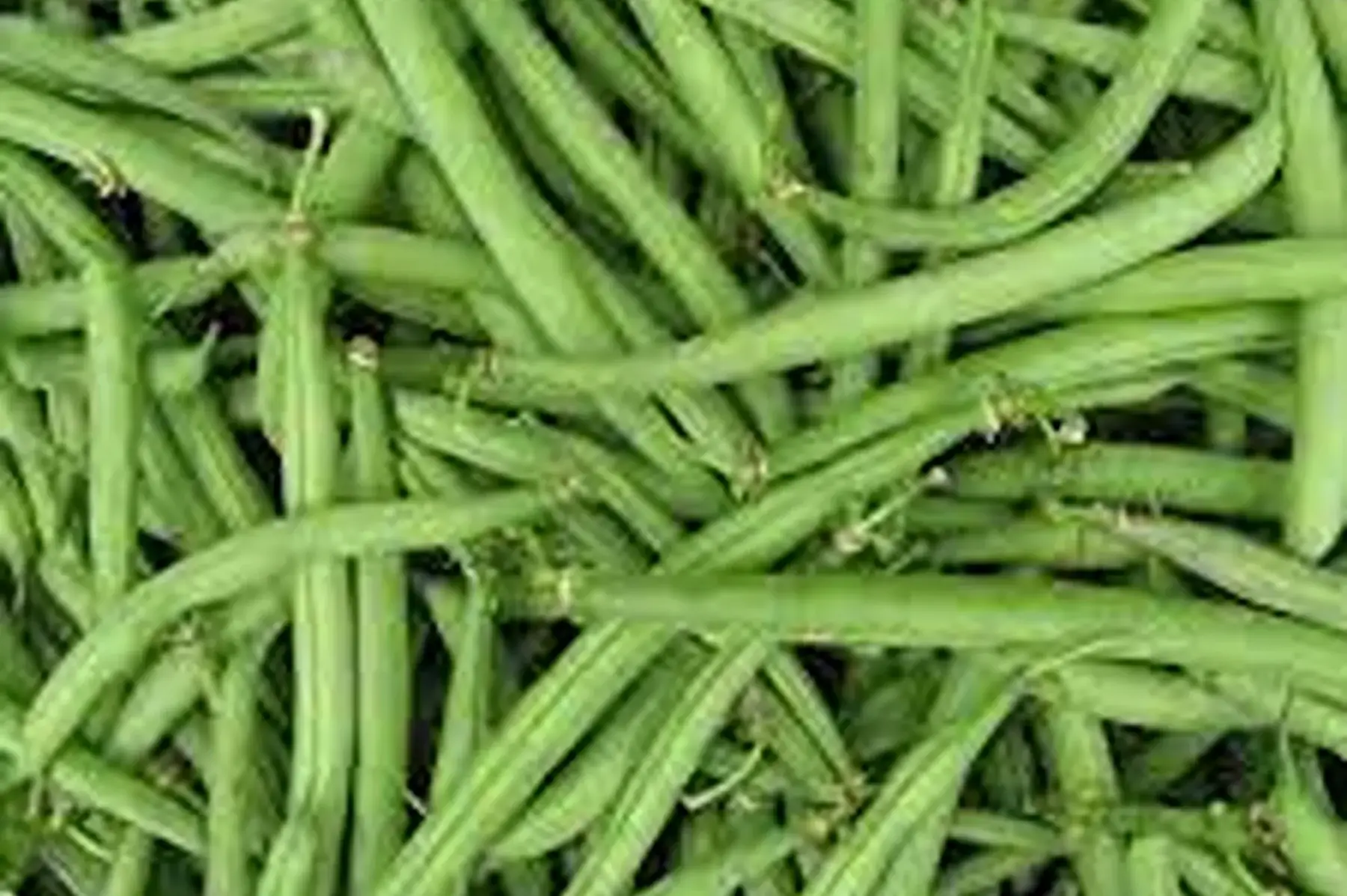 haricot vert