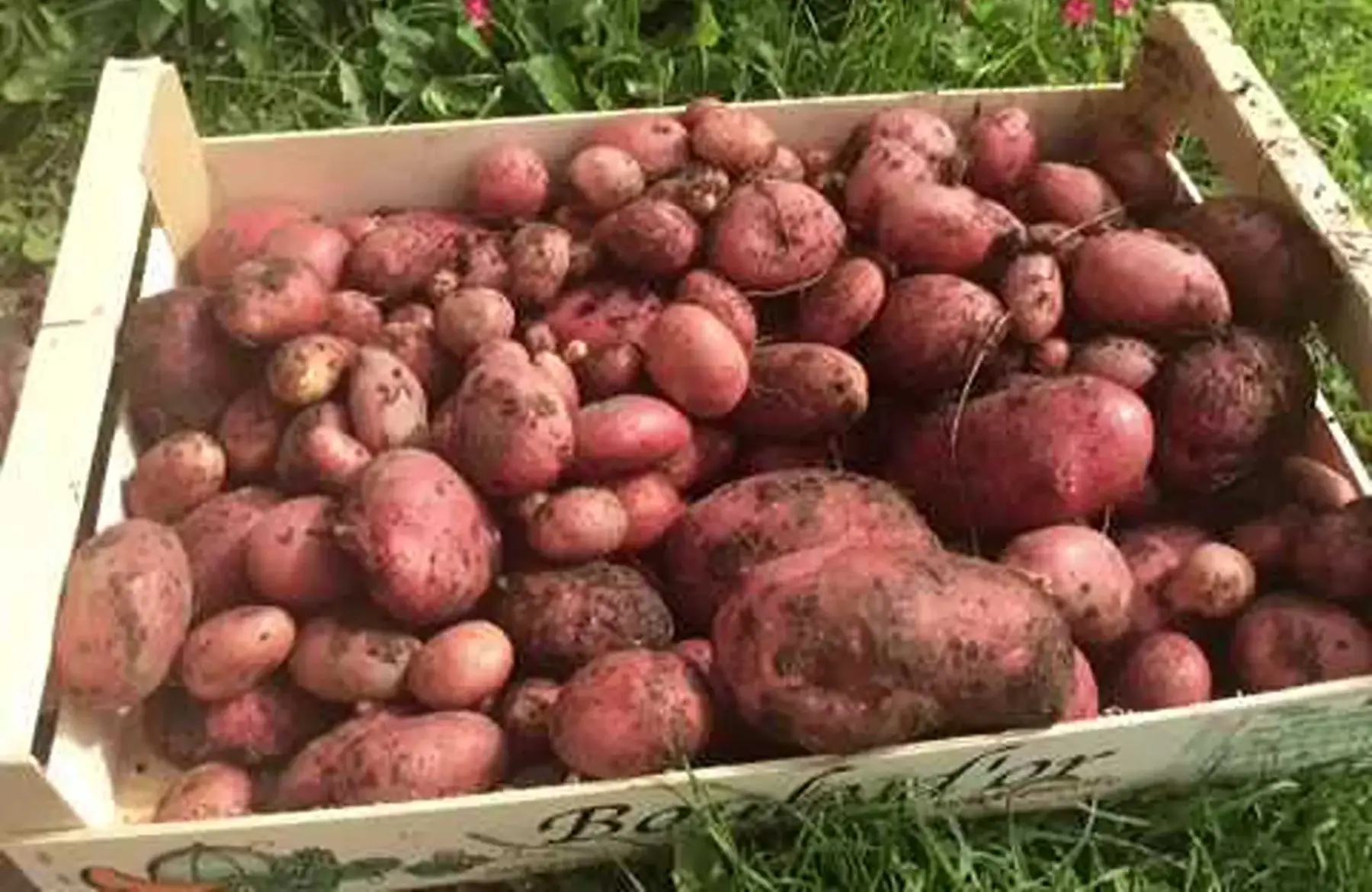 pomme de terre rouge