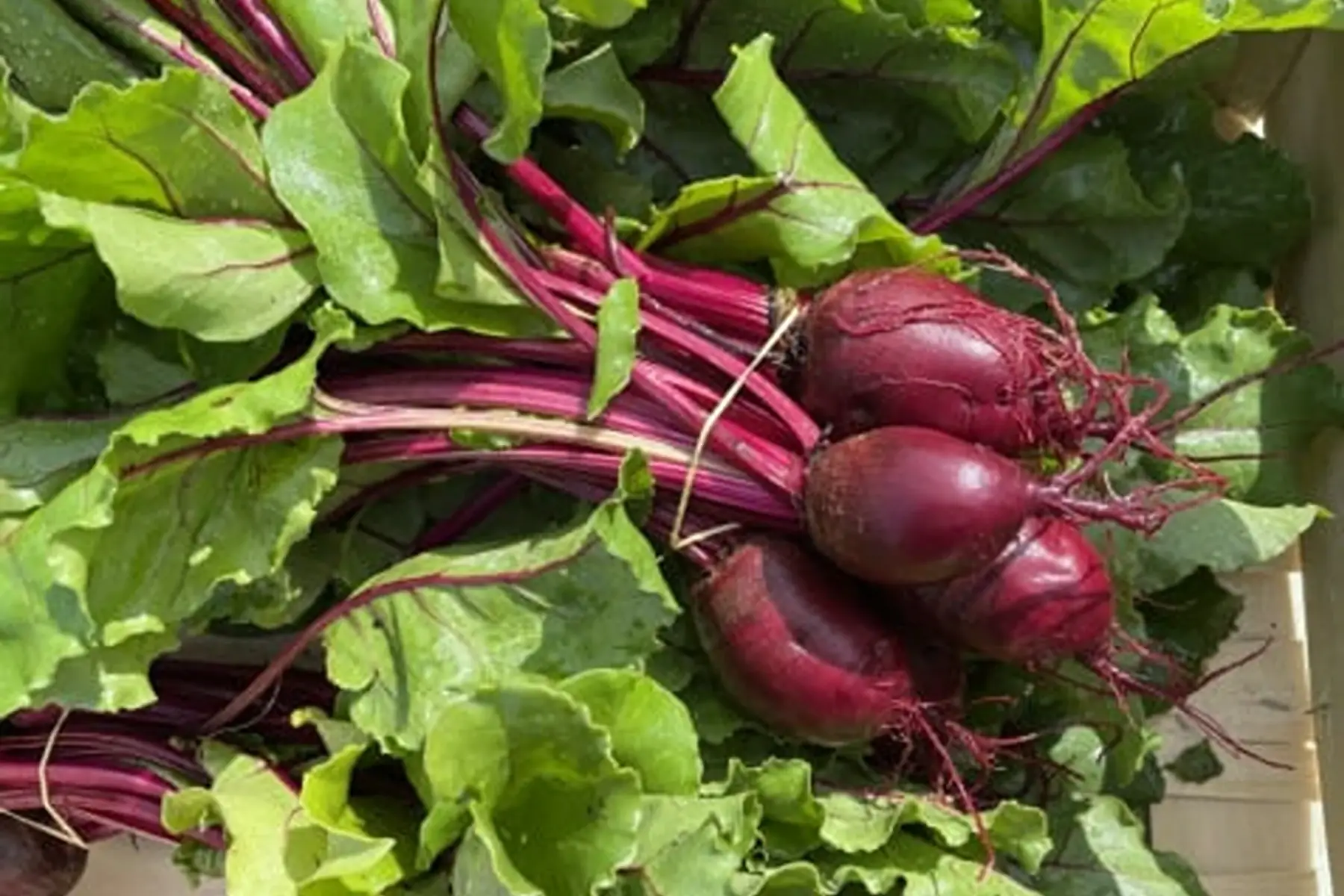 betterave botte (650g)