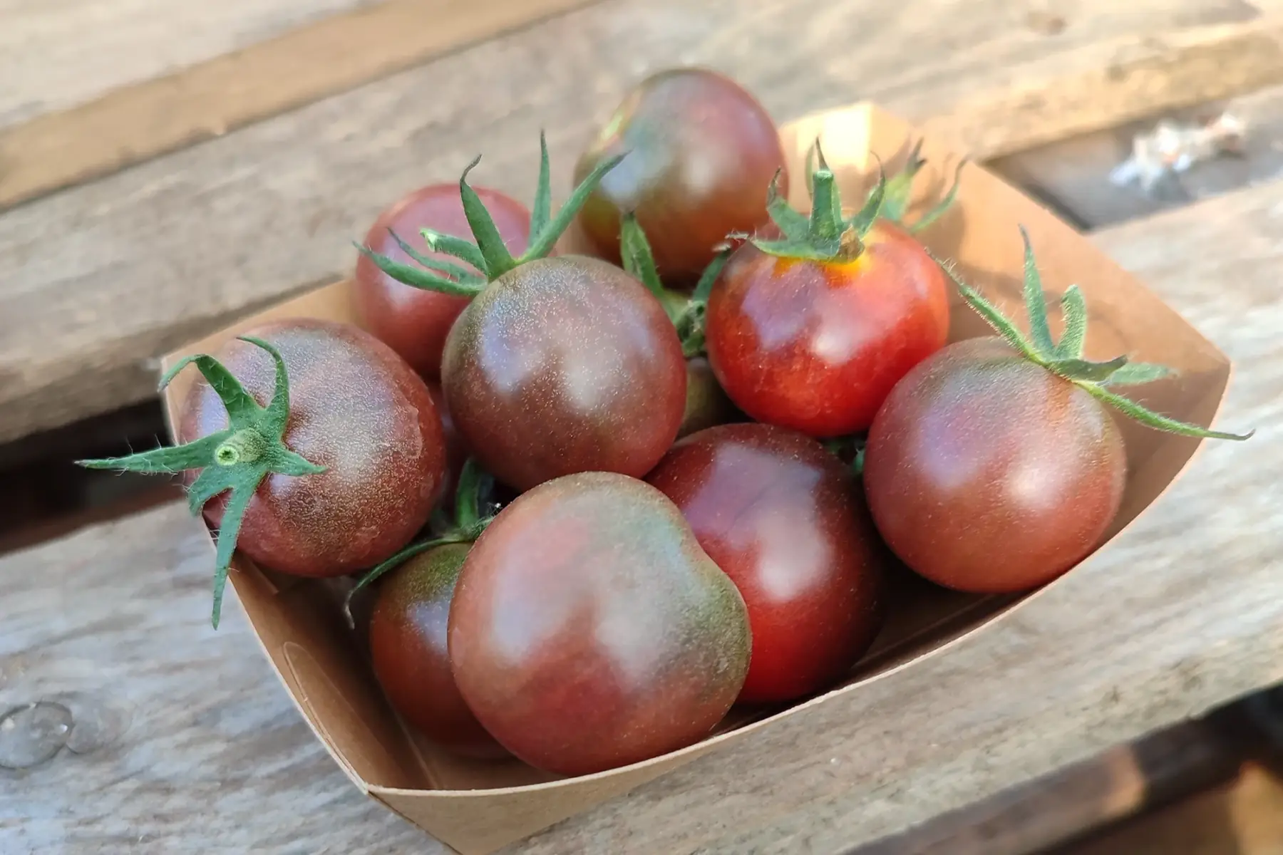 tomates cerises