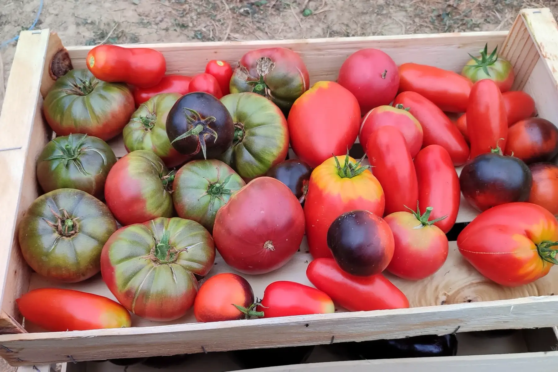 tomates anciennes