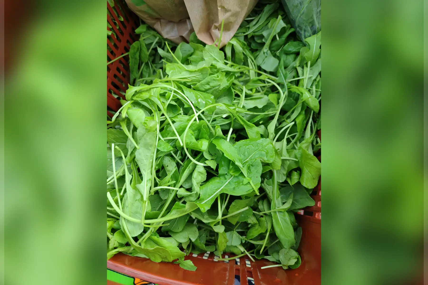 roquette