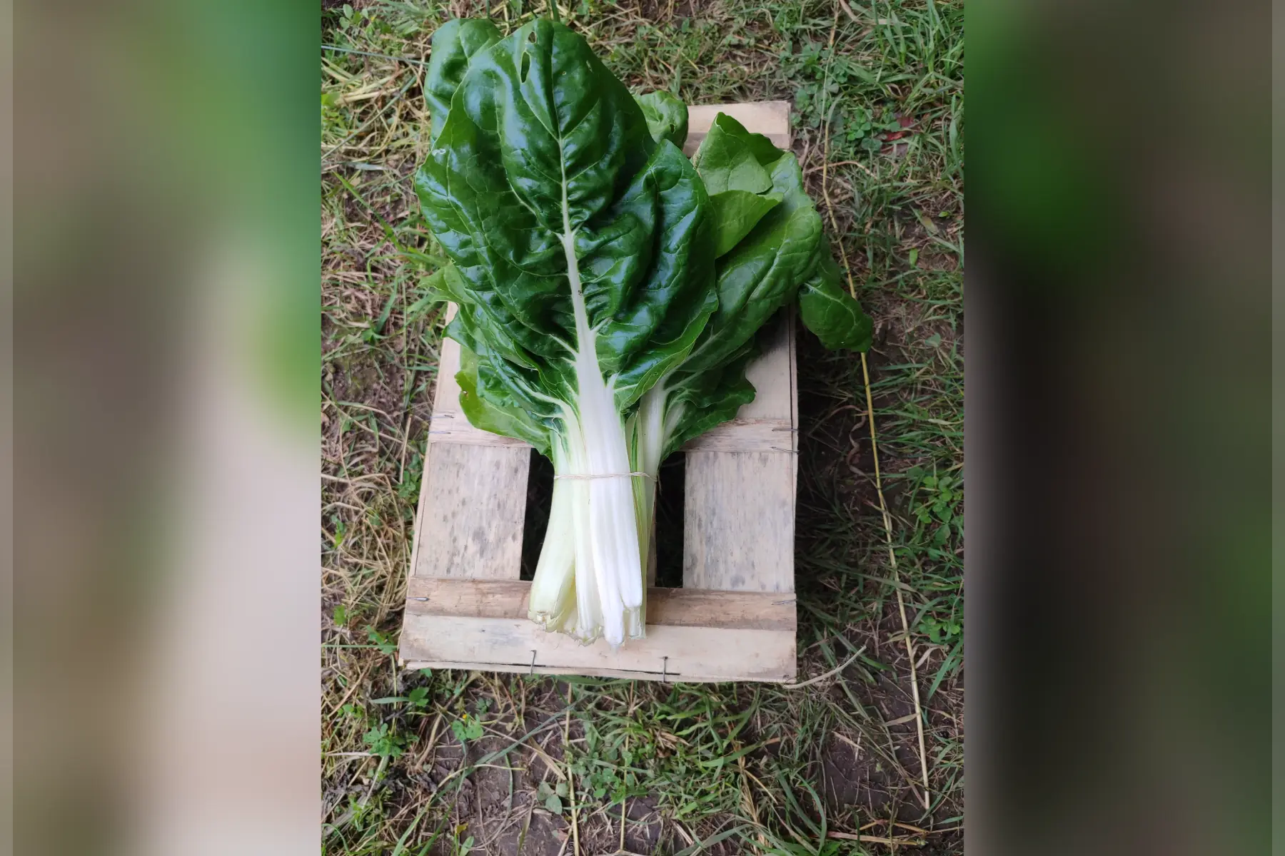 bettes à cardes blanches