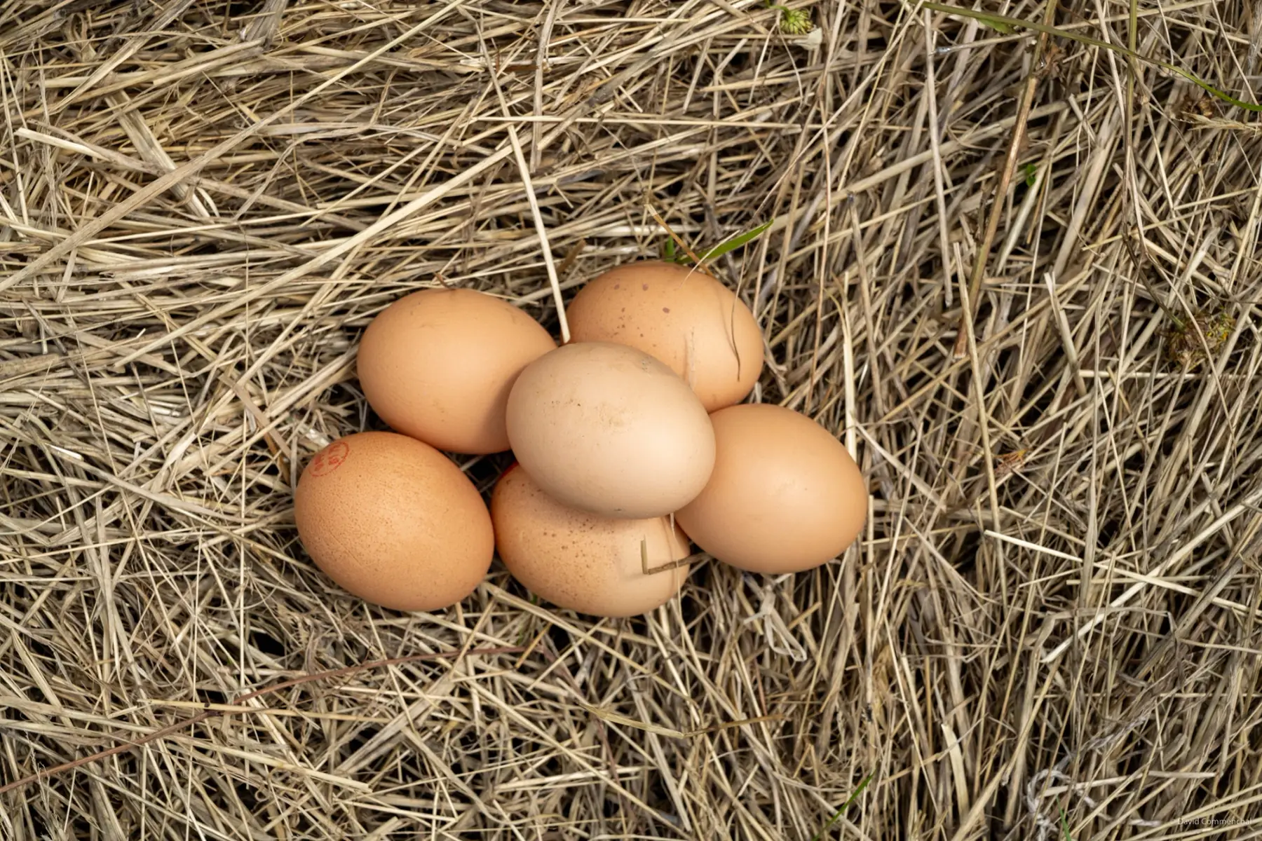 gros oeufs