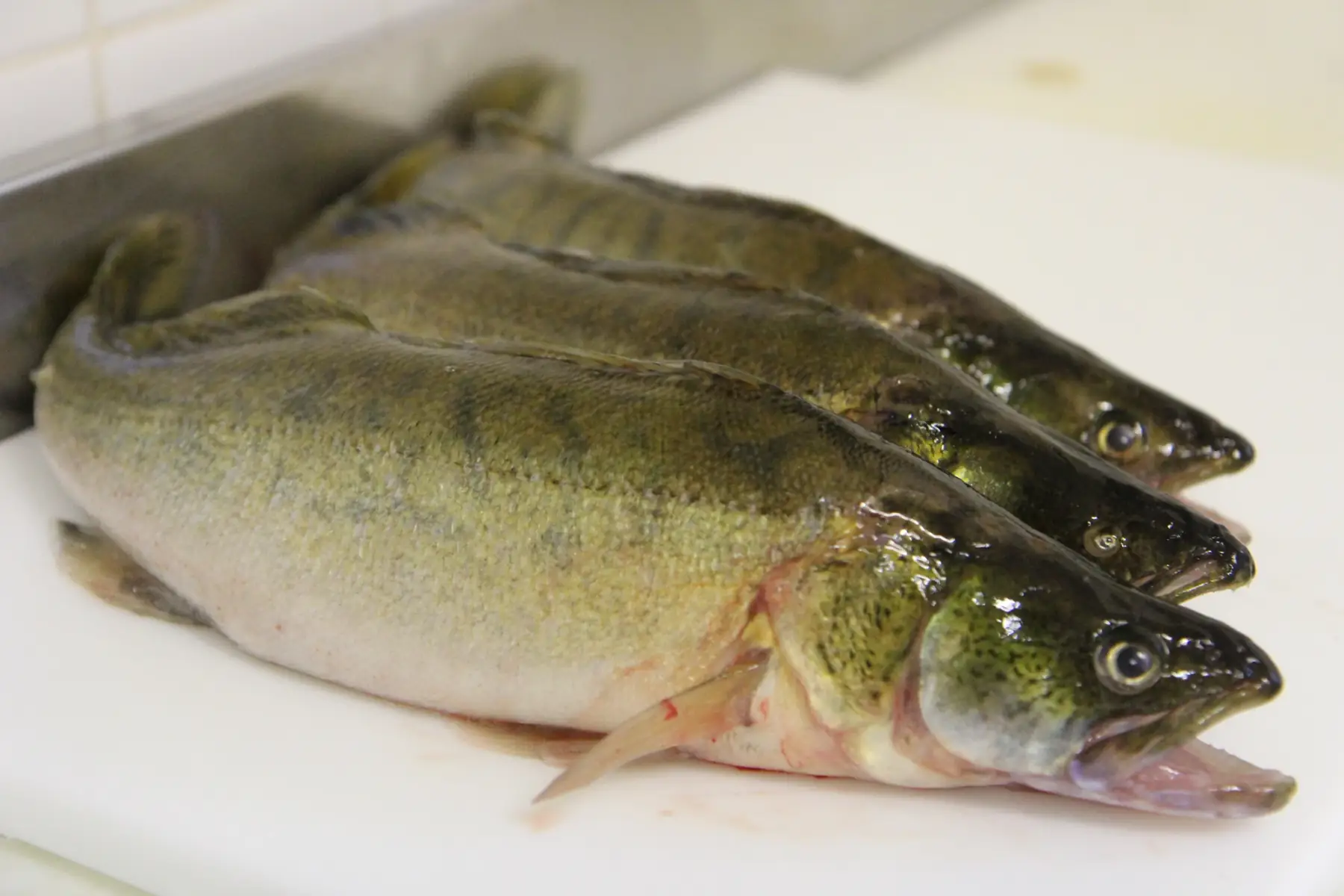 sandre entier écaillé/vidé