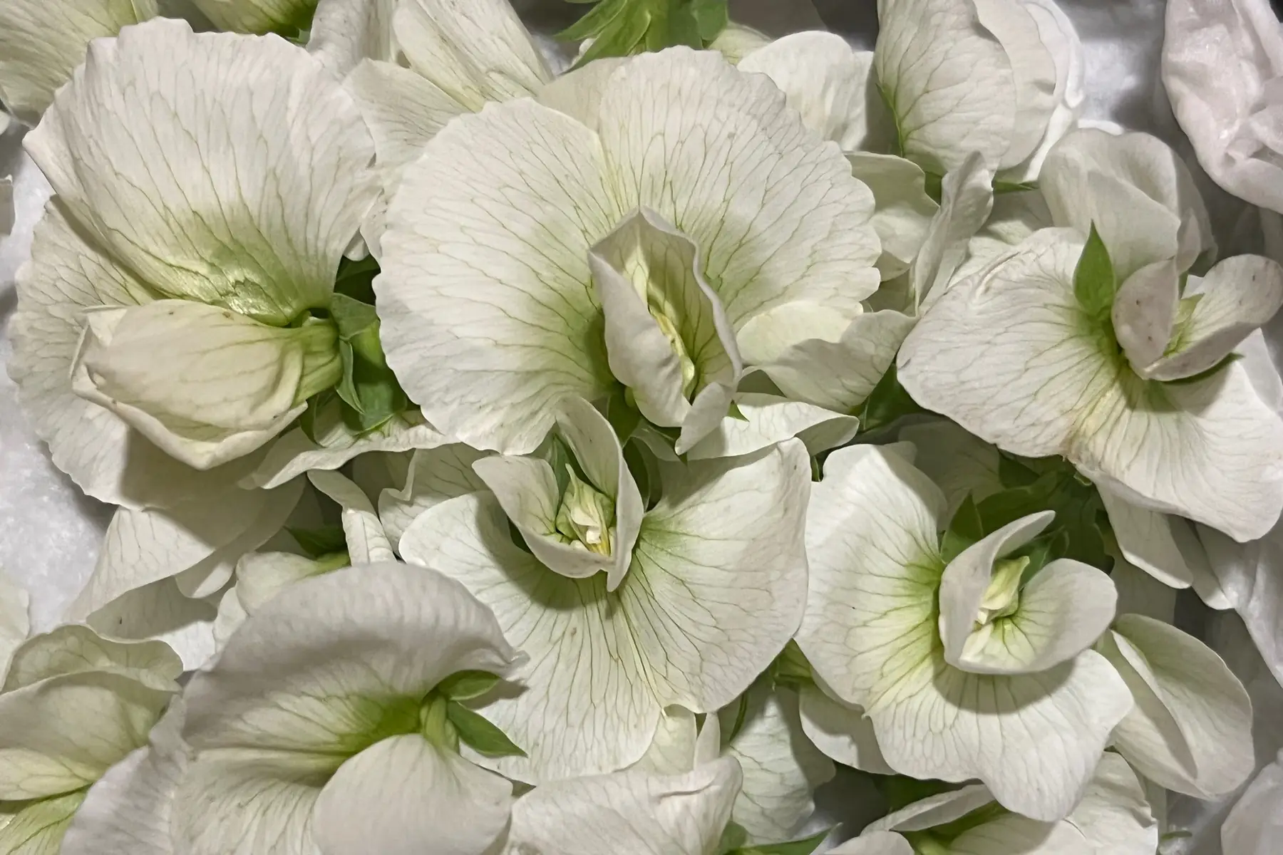 fleurs - petits pois