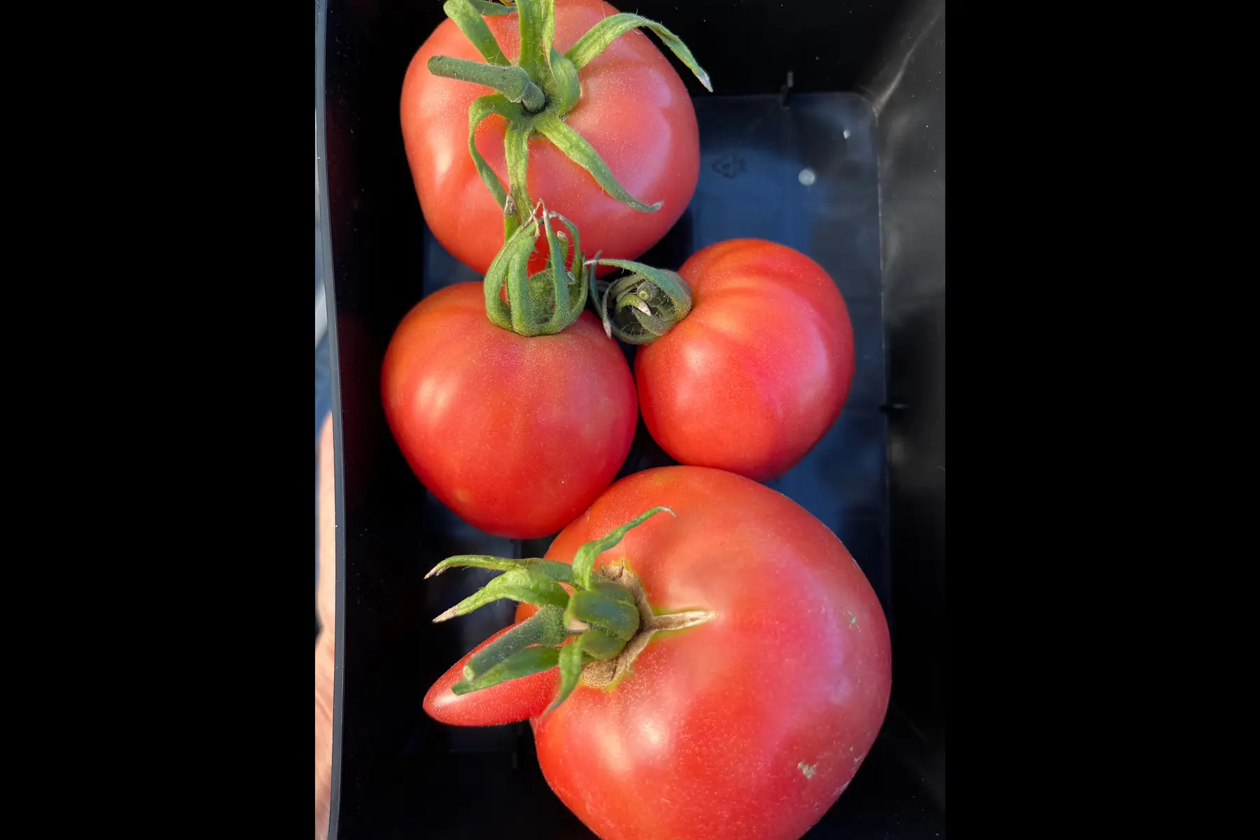 tomate variété ancienne rose de berne