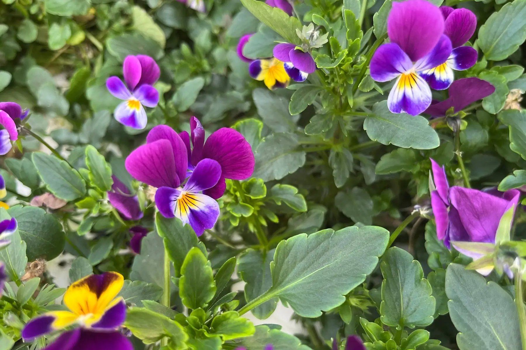 fleurs - pensee sauvage