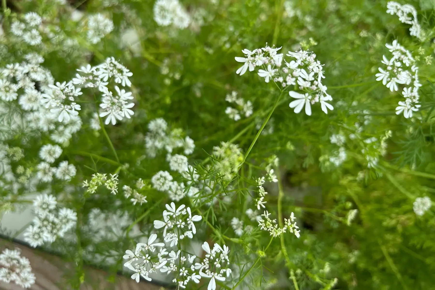 fleurs de coriandre