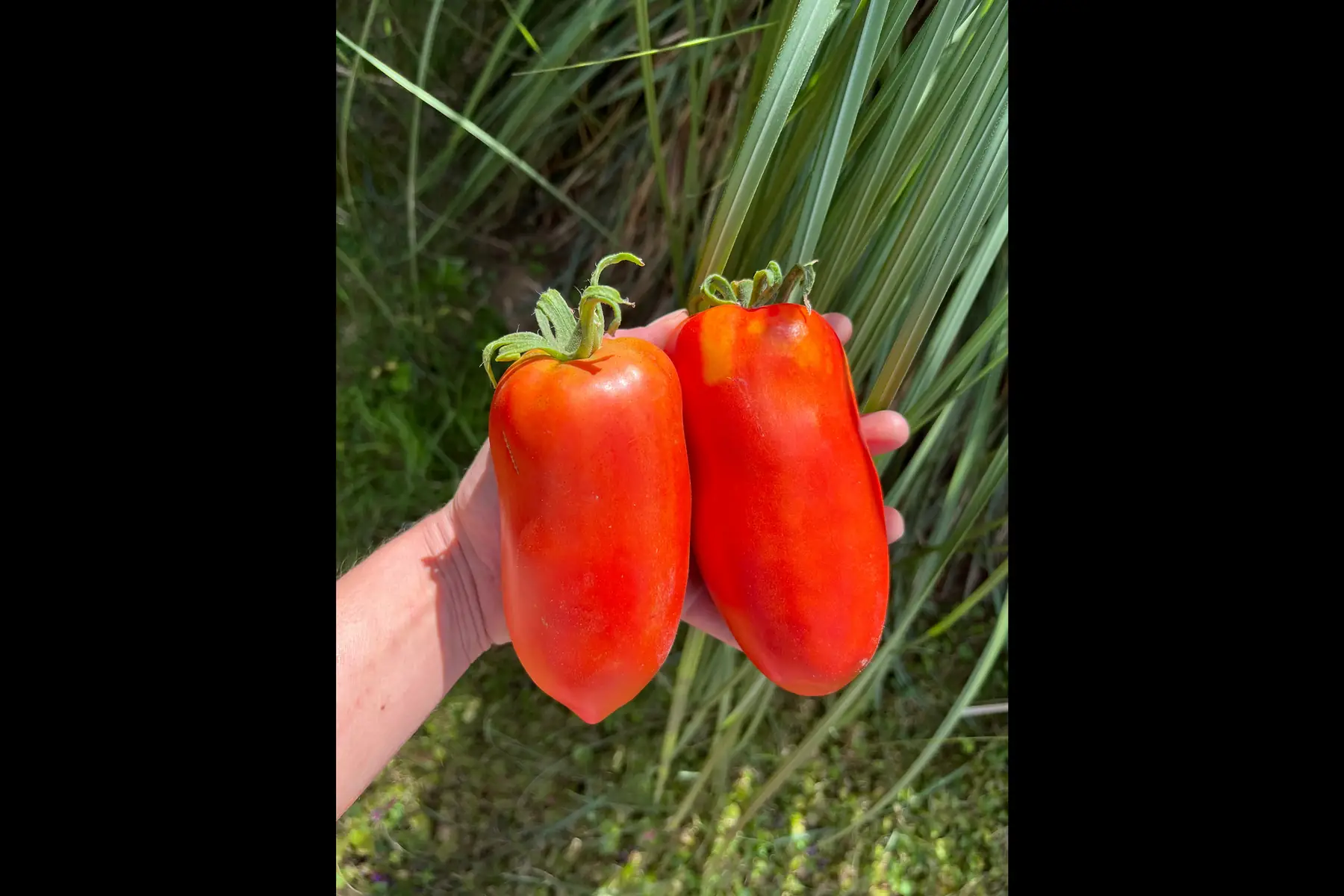 tomates variétés anciennes - san marzano
