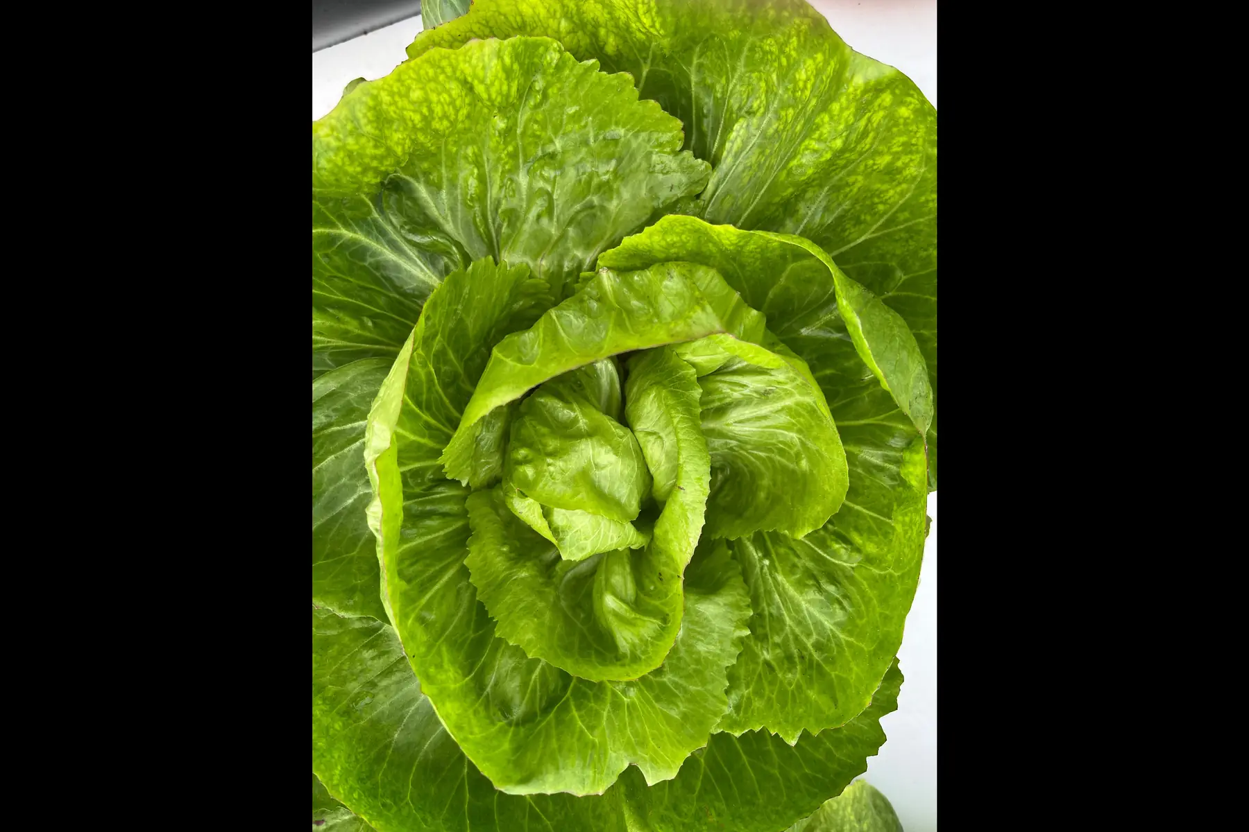 salade - chicorée sauvage piave medio