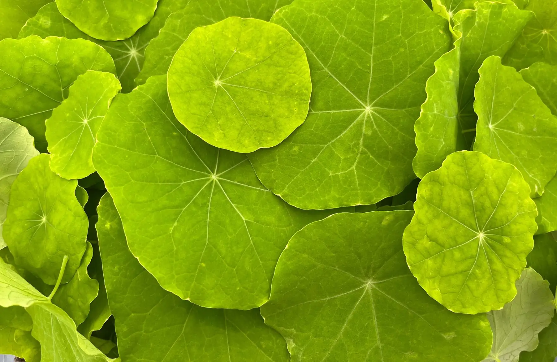 jeunes pousses - capucine feuilles