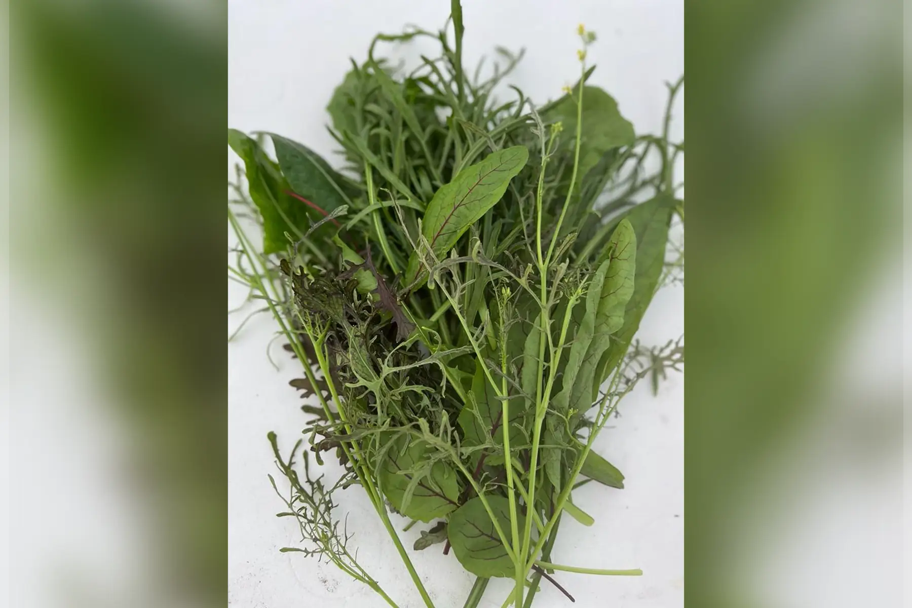 mesclun de jeunes pouces