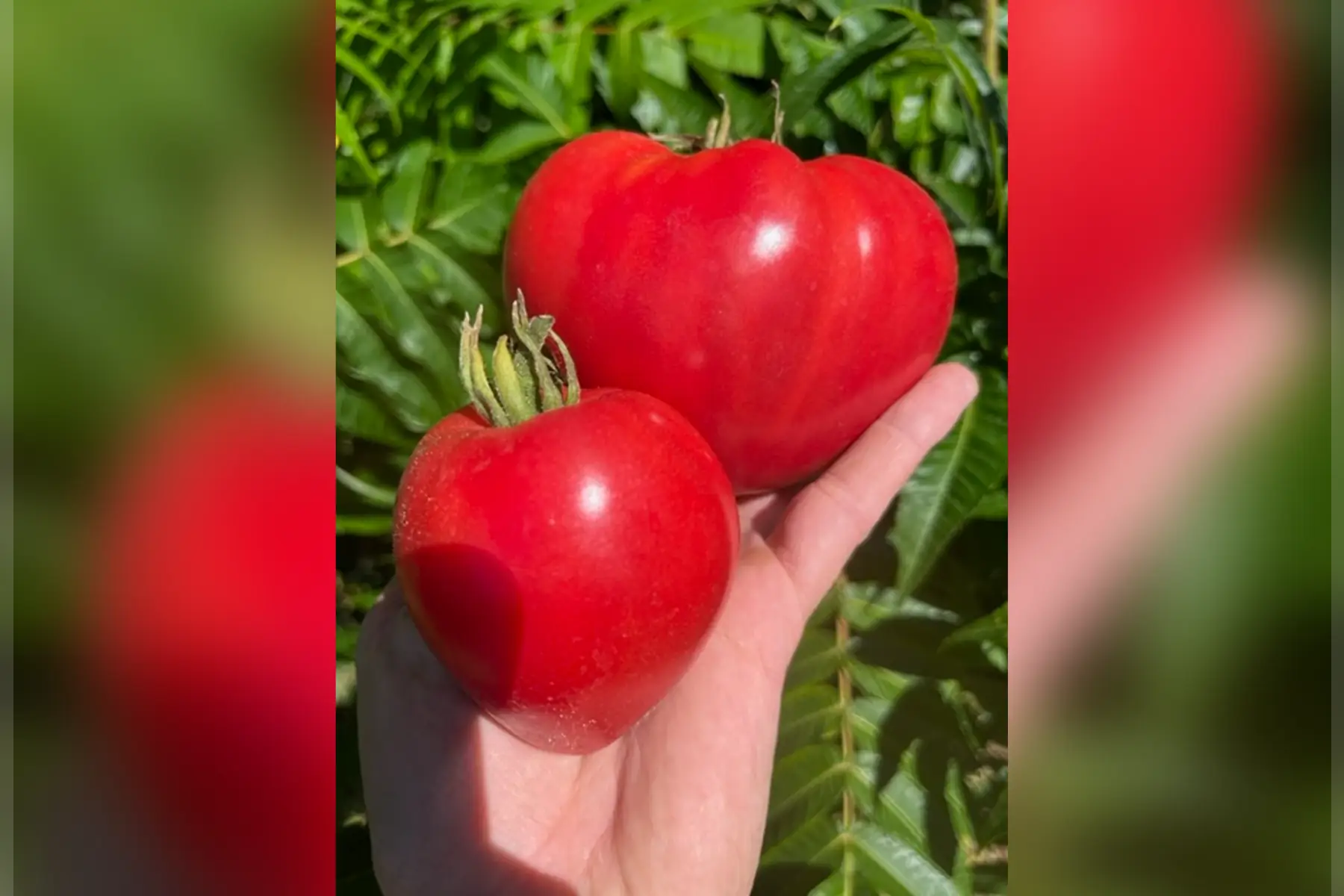 tomates variétés anciennes - petite coeur de boeuf rose