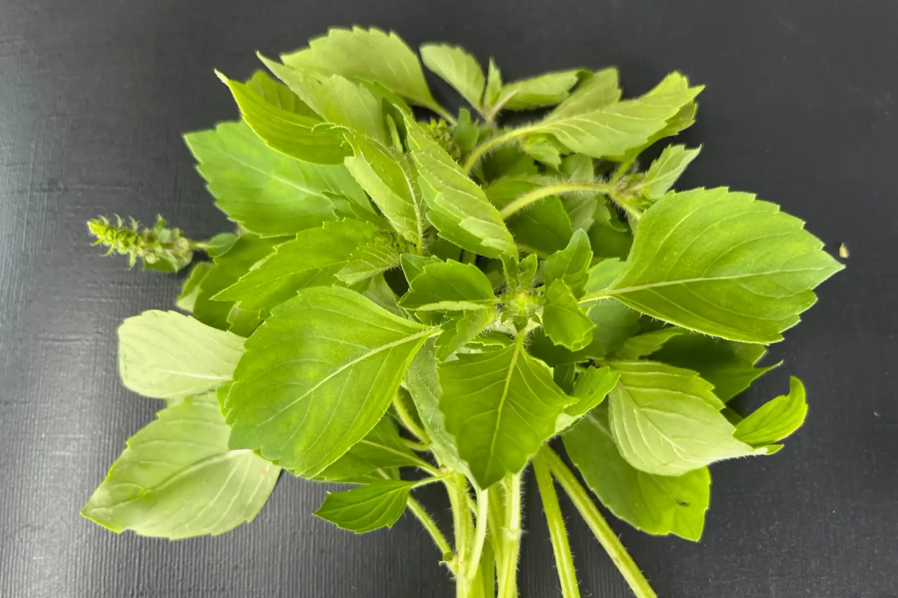 basilic tulsi