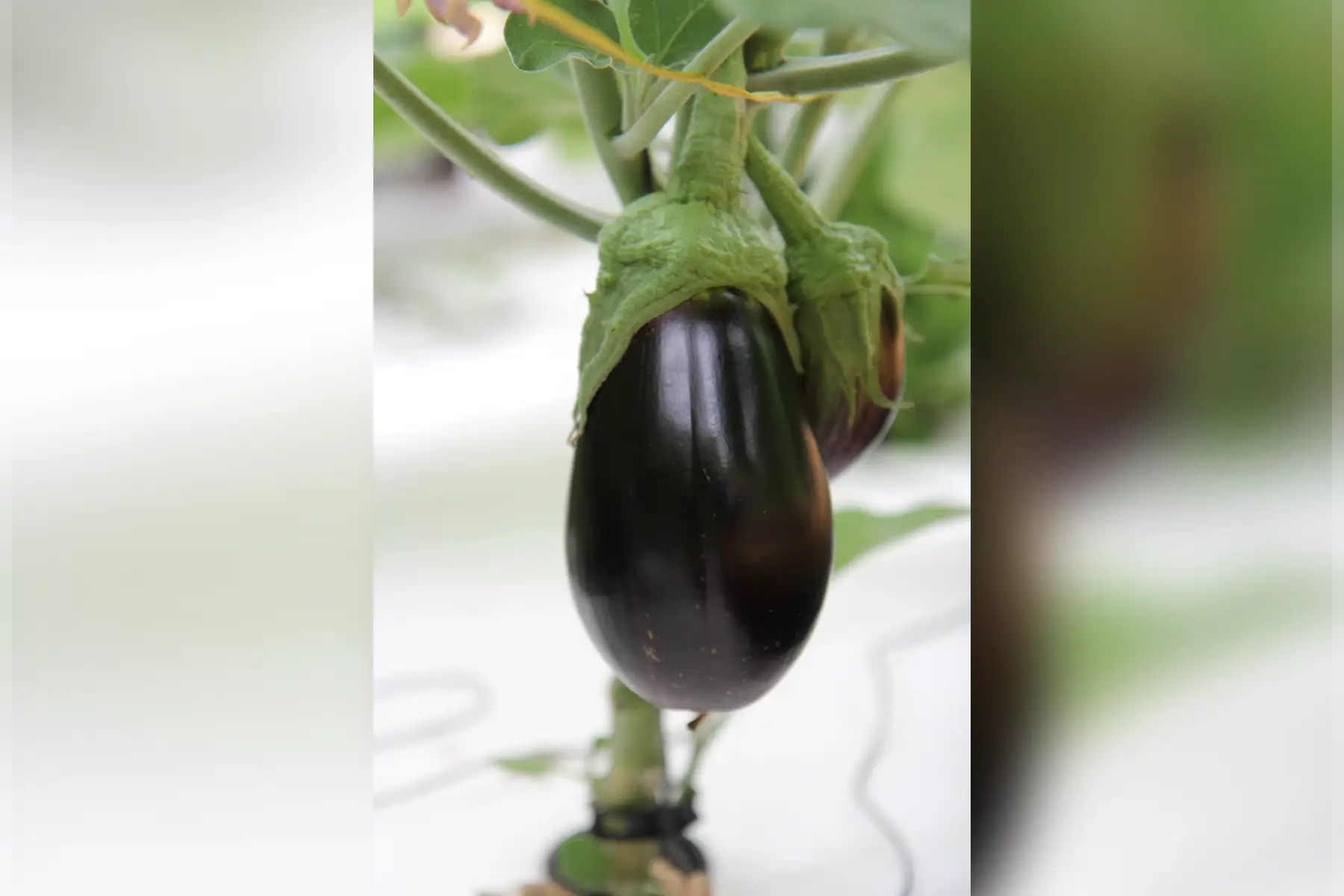 aubergine alexandrie