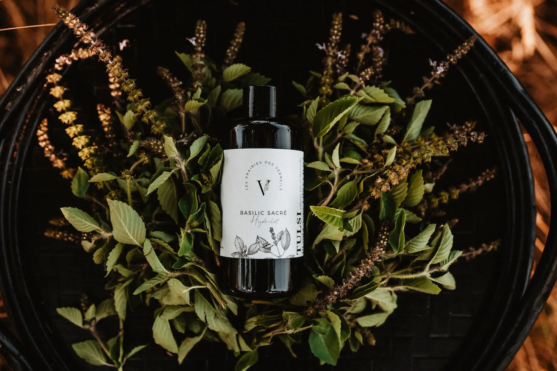 hydrolat de basilic sacré « tulsi » bio