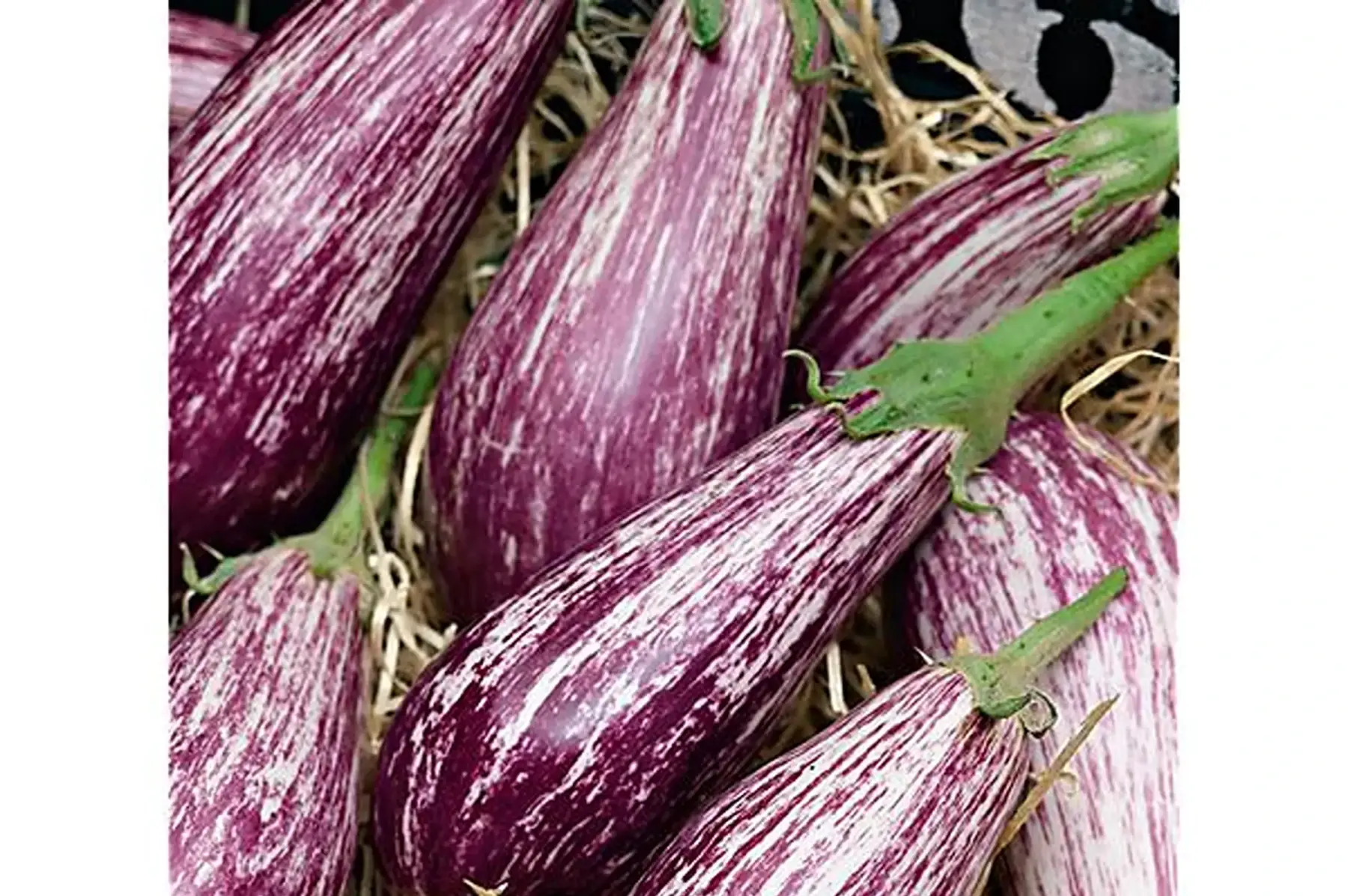 aubergines