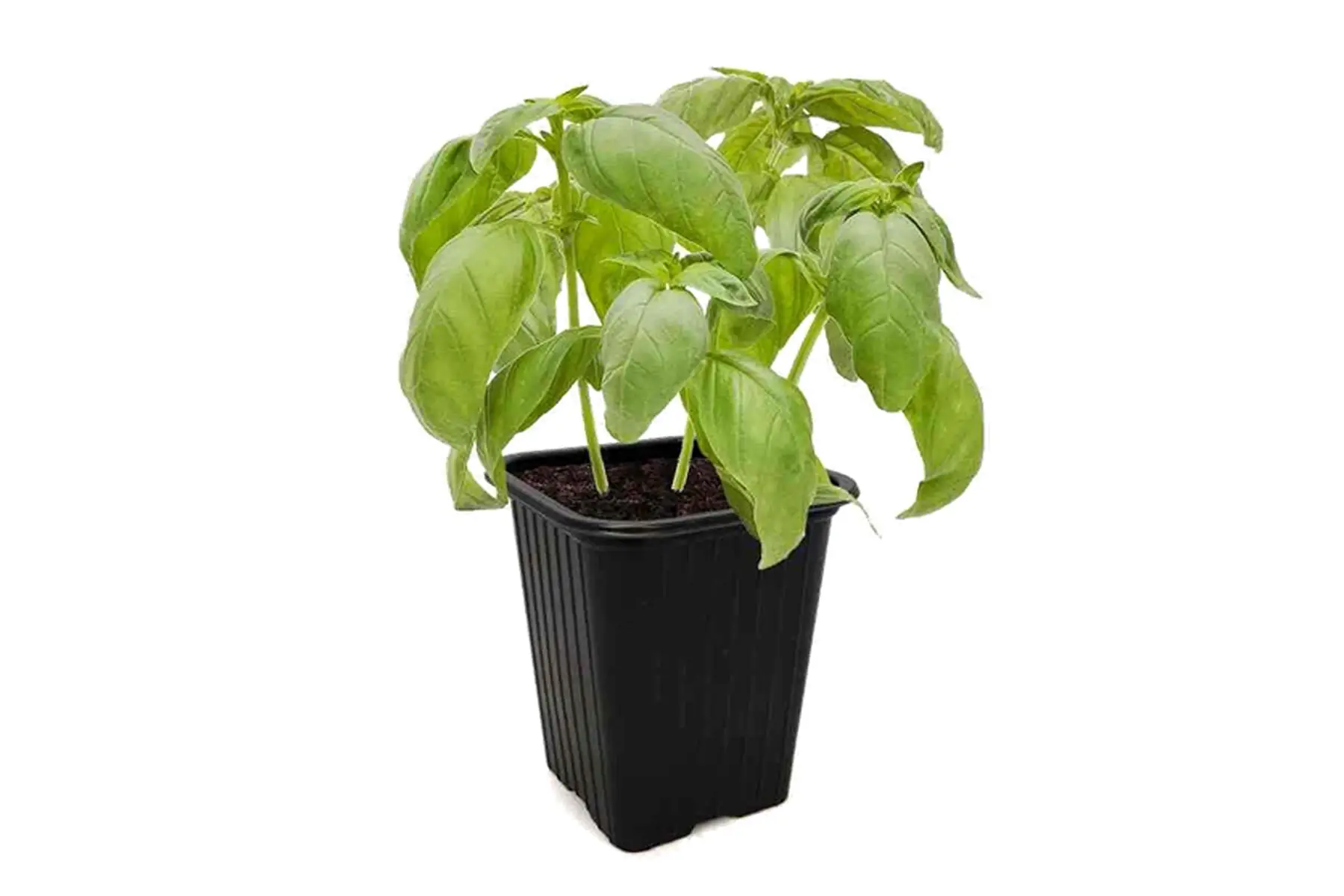 Plant de Basilic Vert