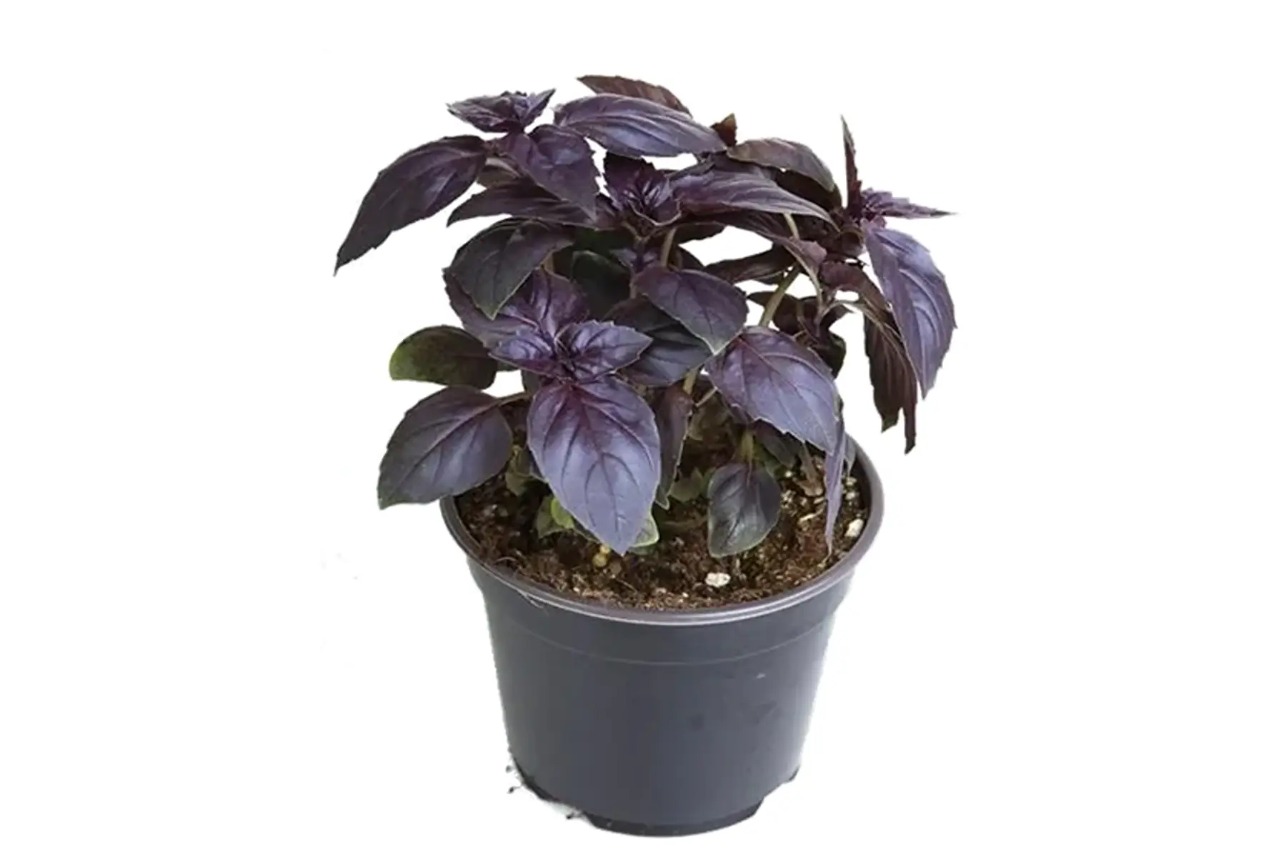 Plant Basilic Pourpre