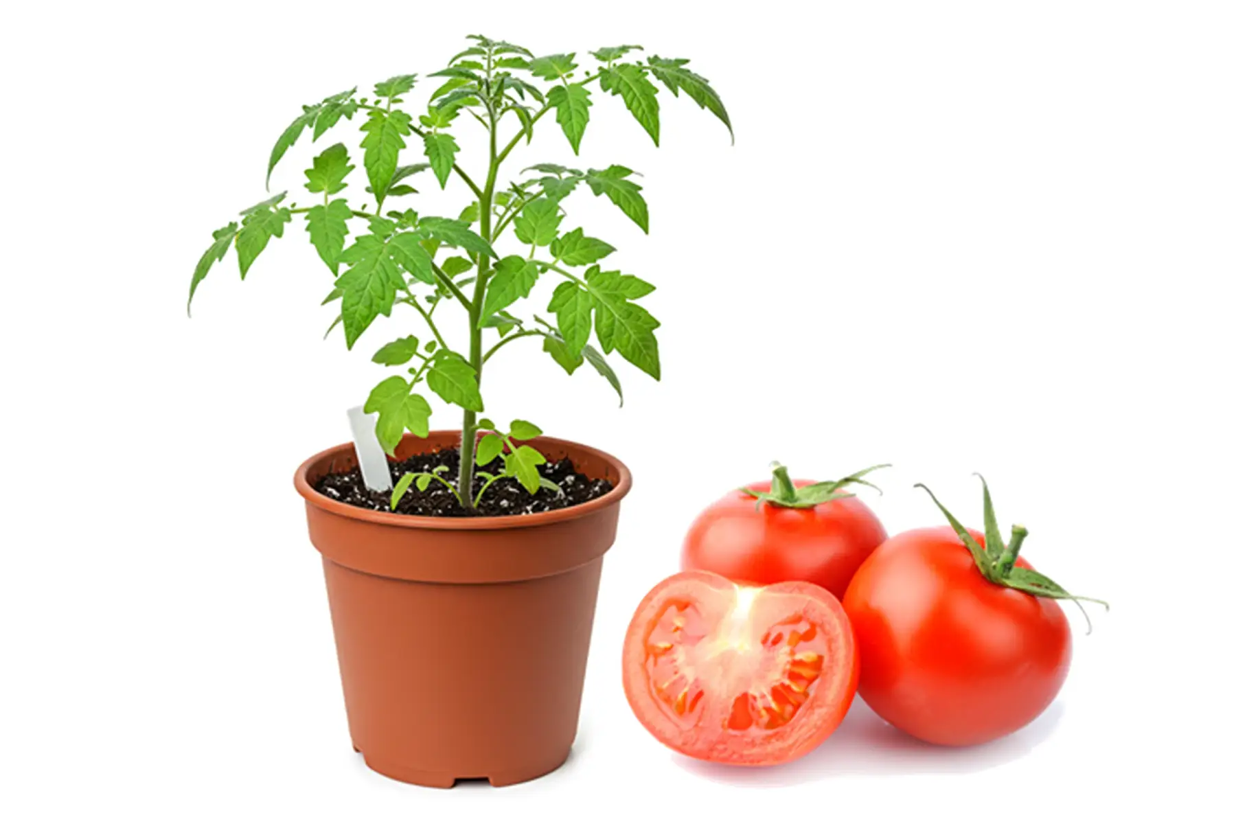 Plant de Tomate Rouge