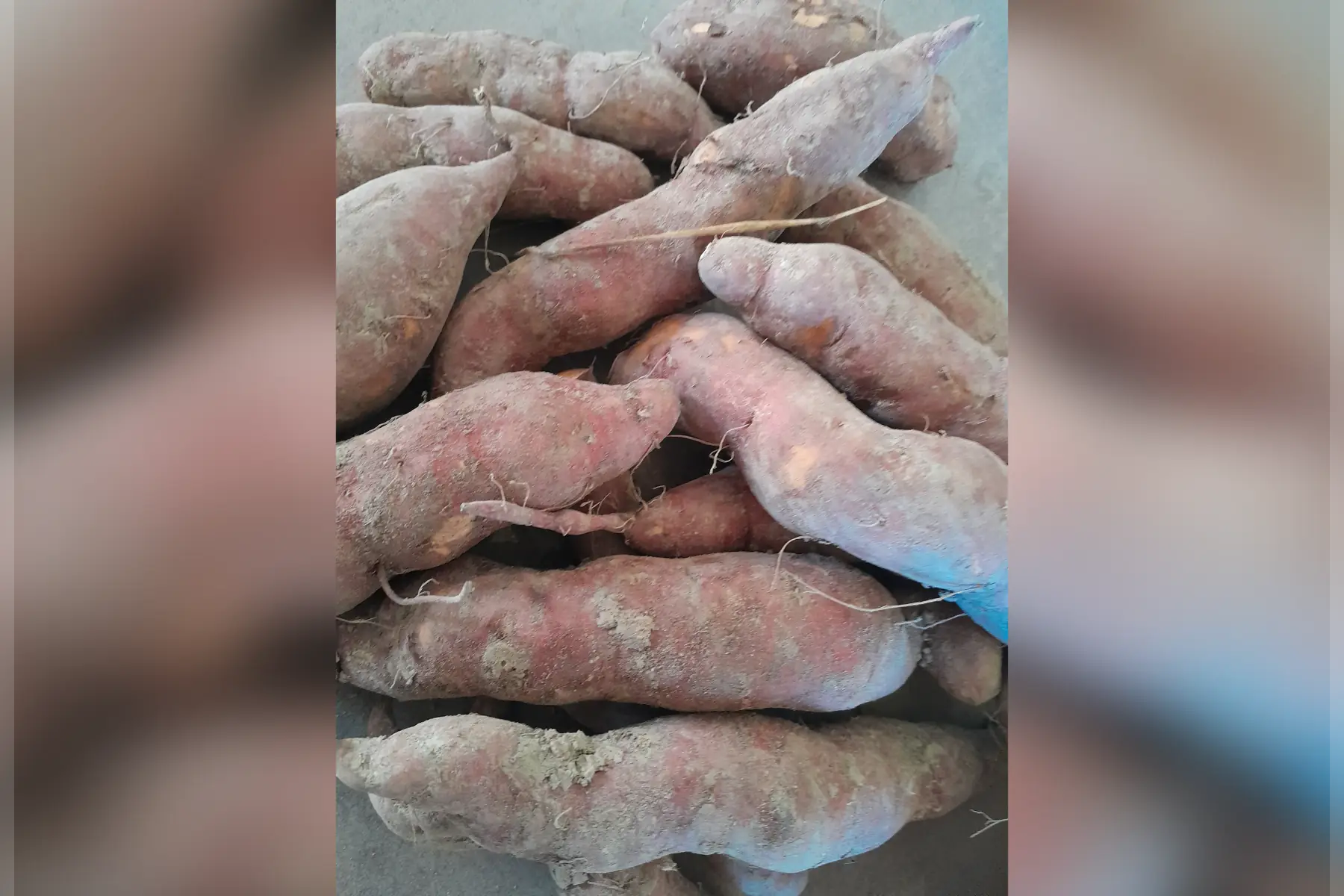 patate douce petit calibre 1kg