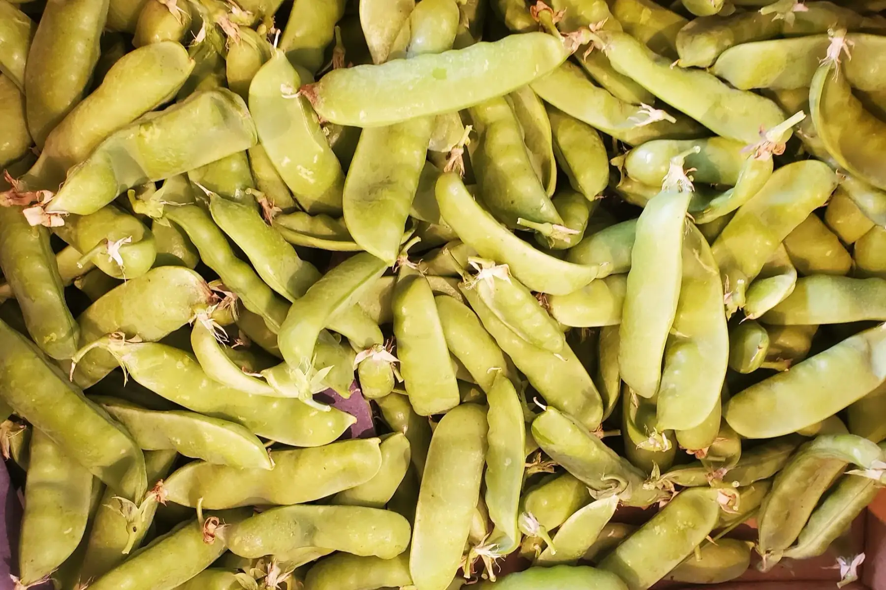 petit pois