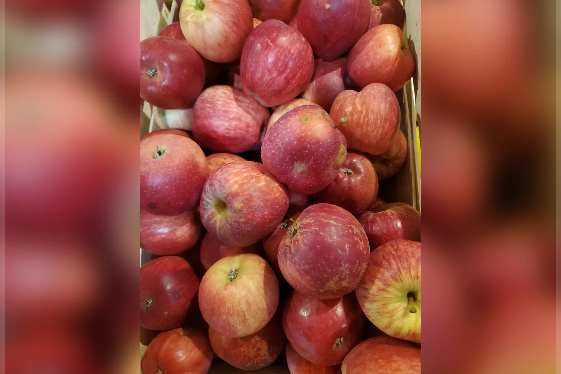pomme gala