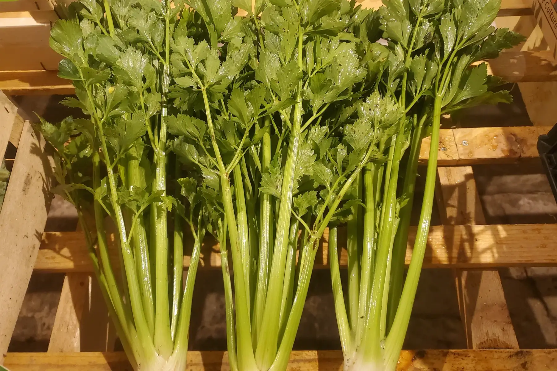 céleri branche aromatique (fine branche)