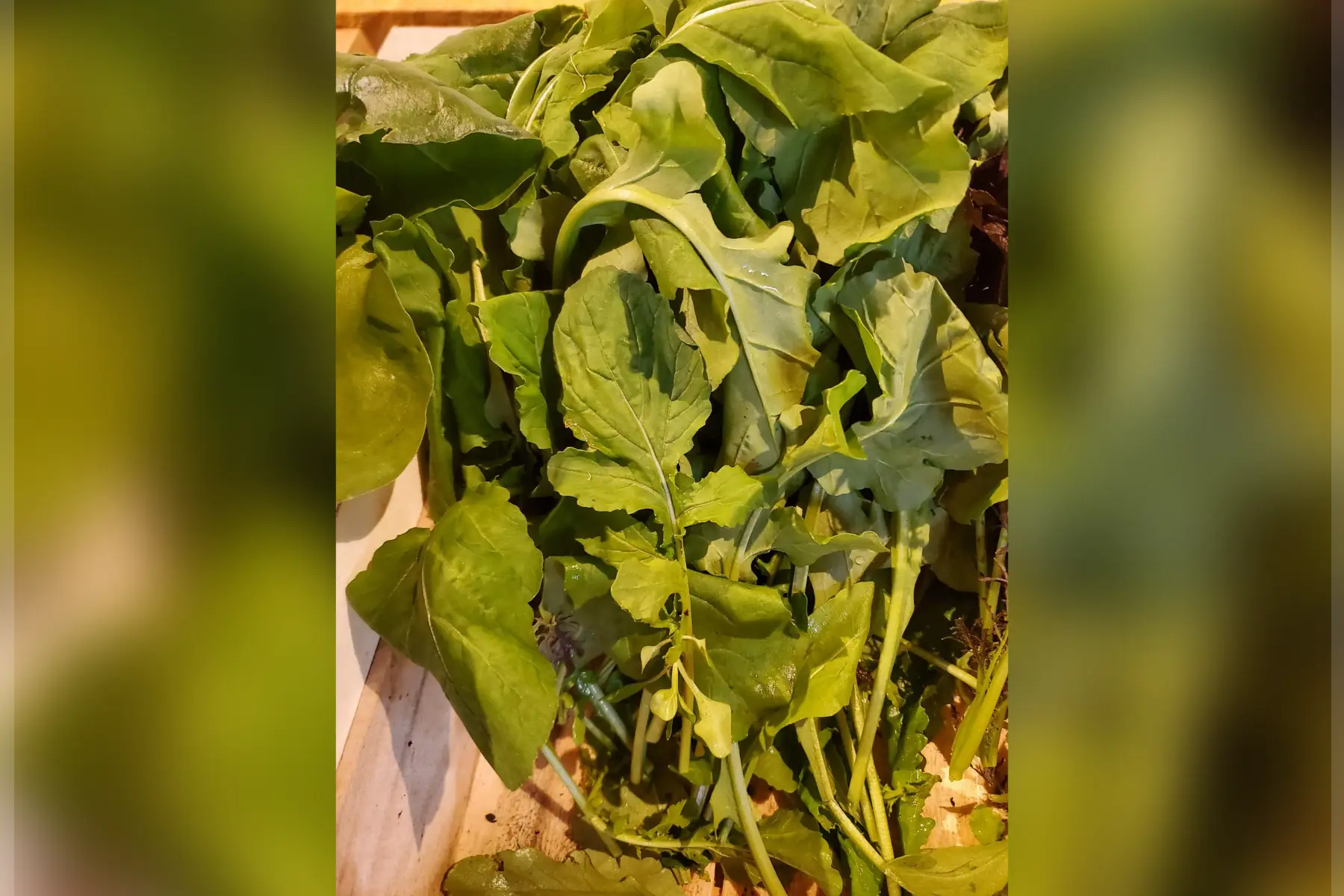 jeune pousse roquette