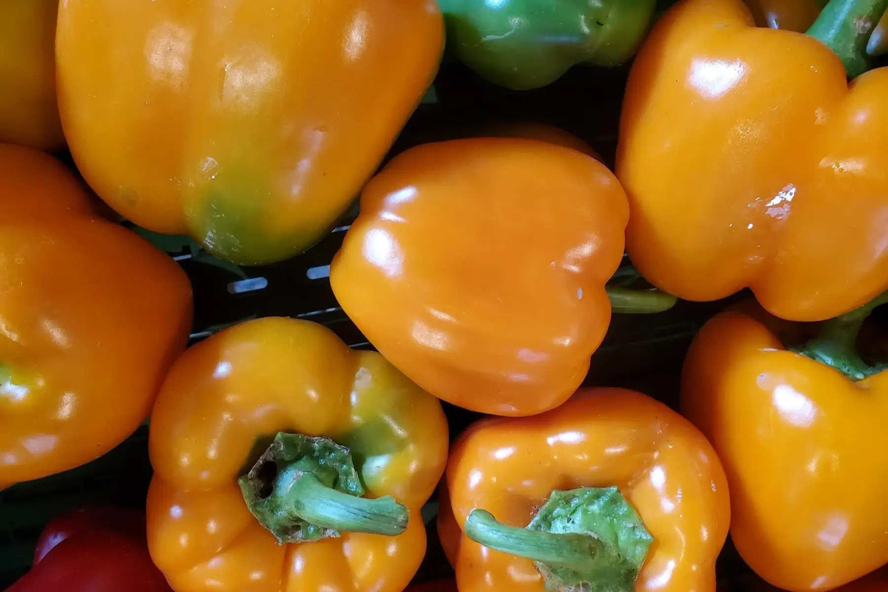 poivron mélangé (jaune, orange et rouge)