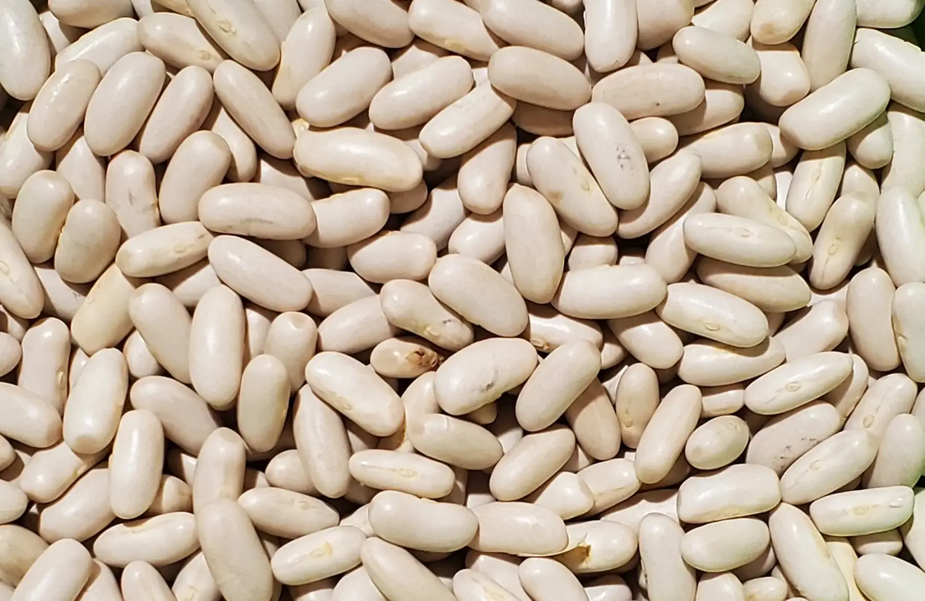 haricot blanc lingots