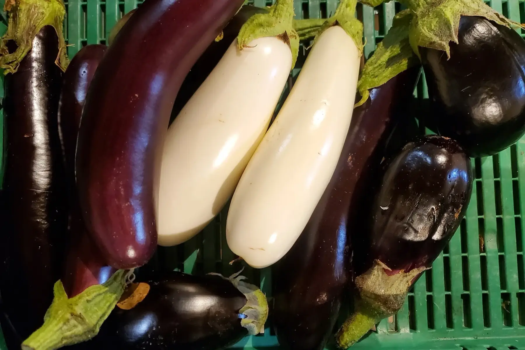 aubergine