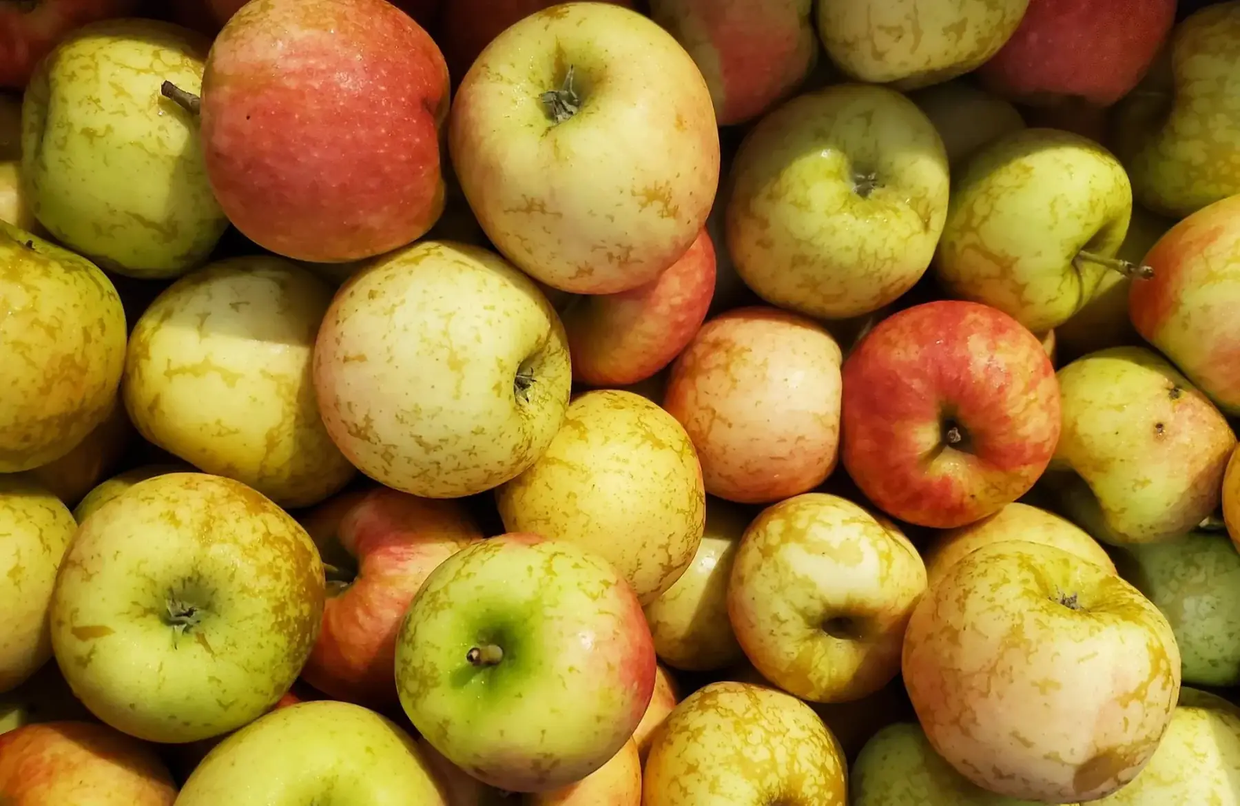 pomme reinette d'anjou