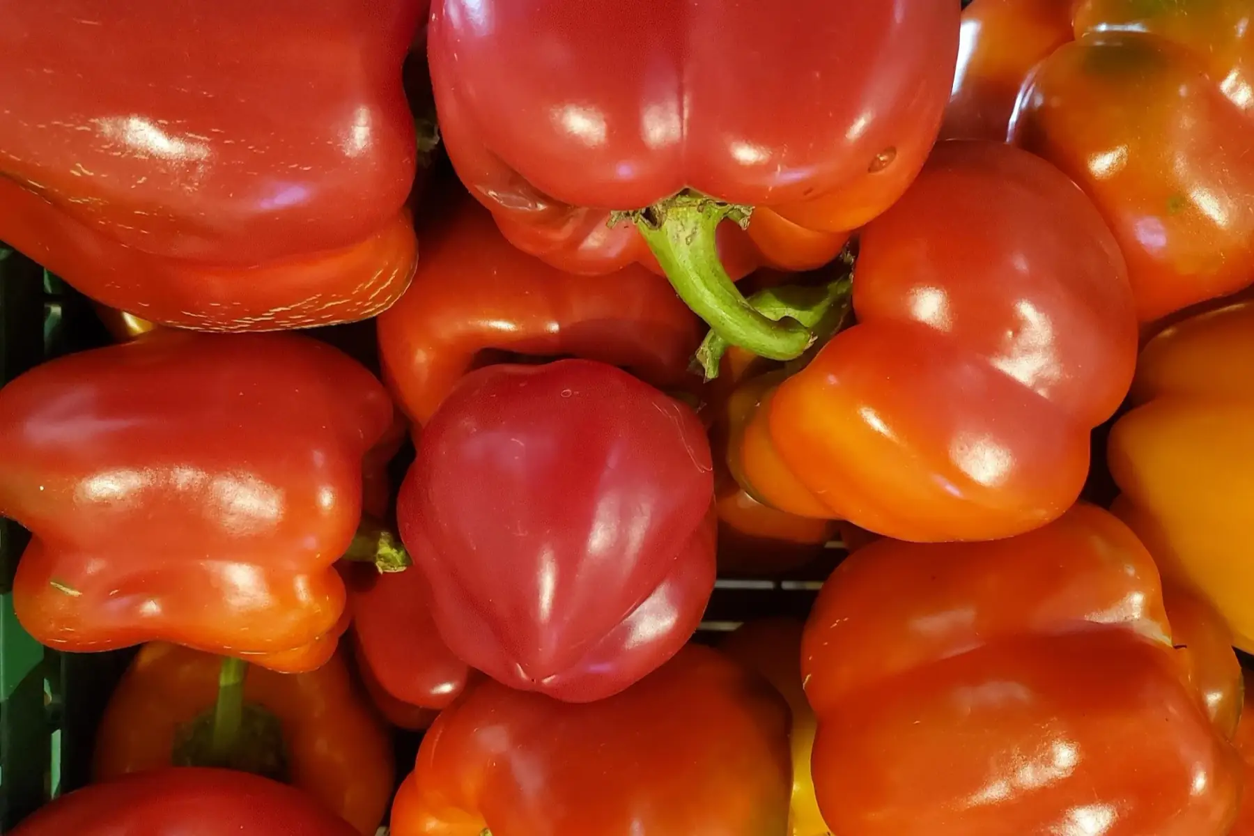 poivron rouge