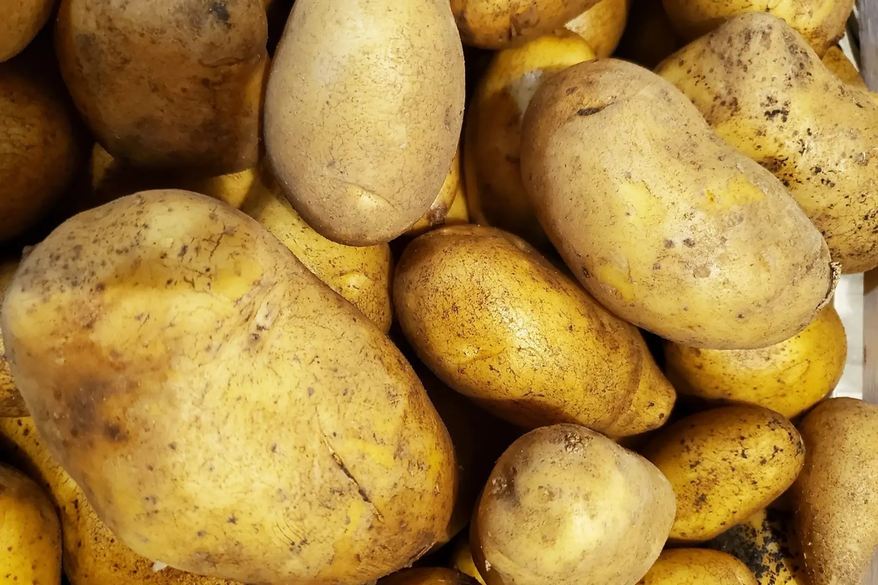 pomme de terre chair ferme