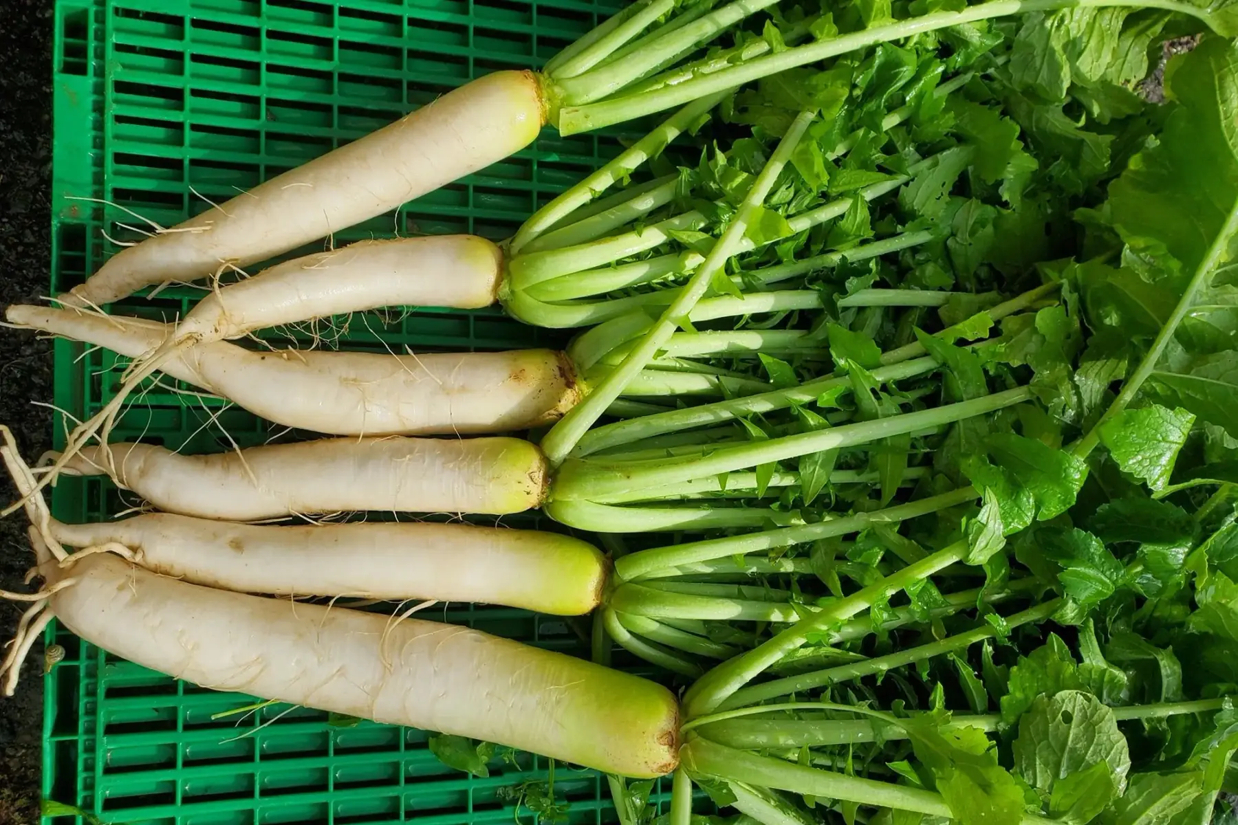 radis daikon