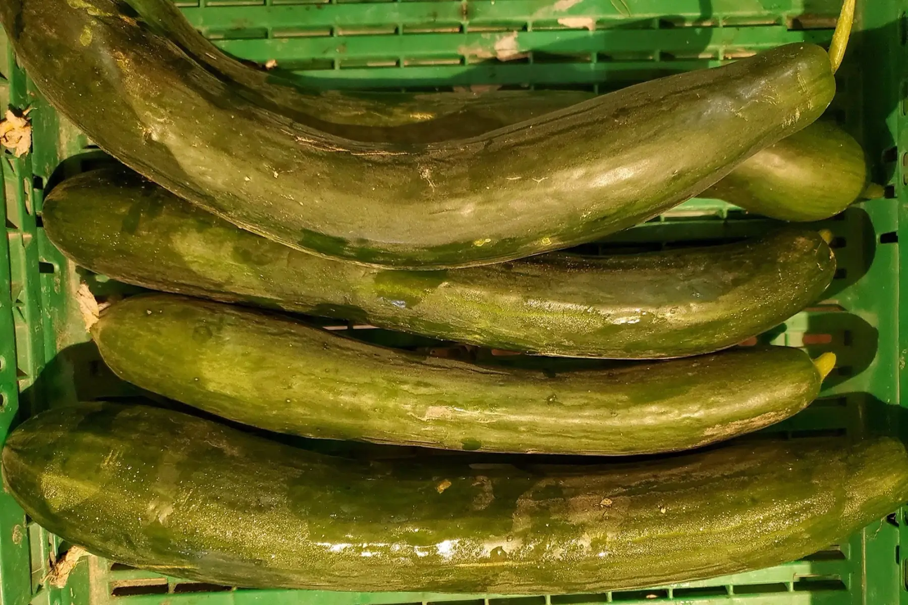 concombre long
