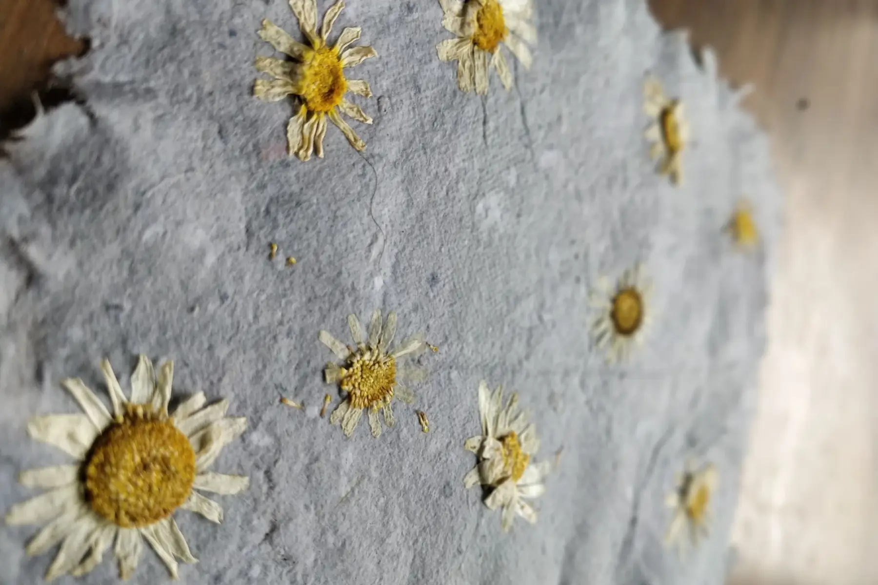 atelier carte de vœux ensemencés