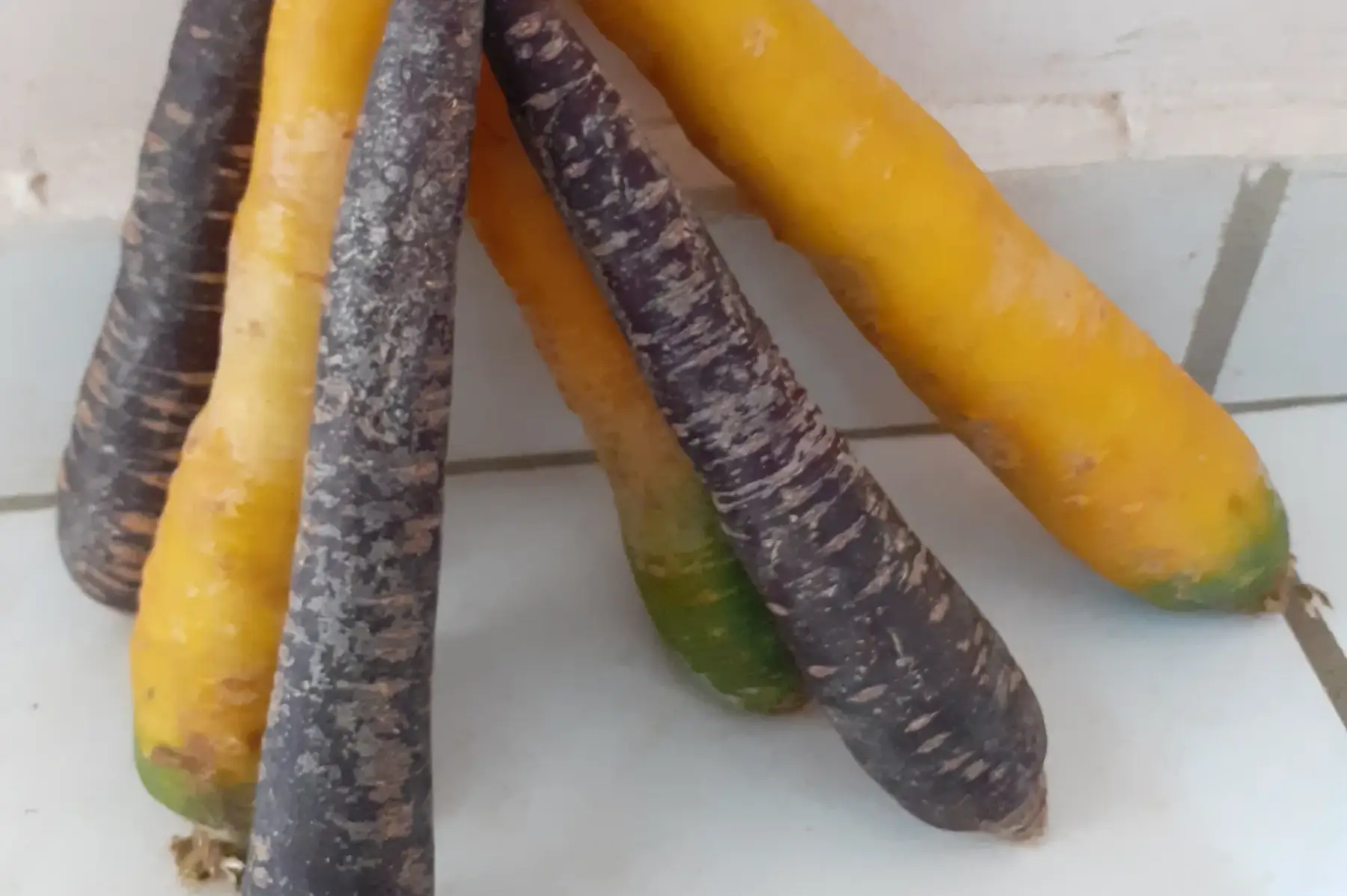 carotte de couleur mix