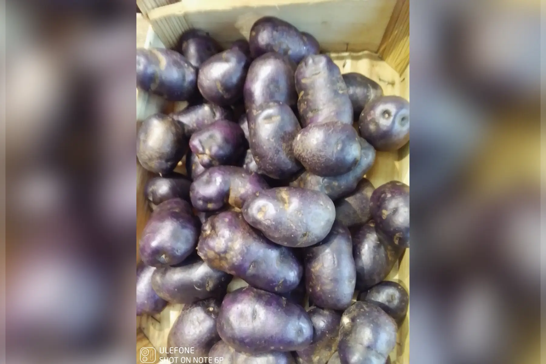 pomme de terre violette