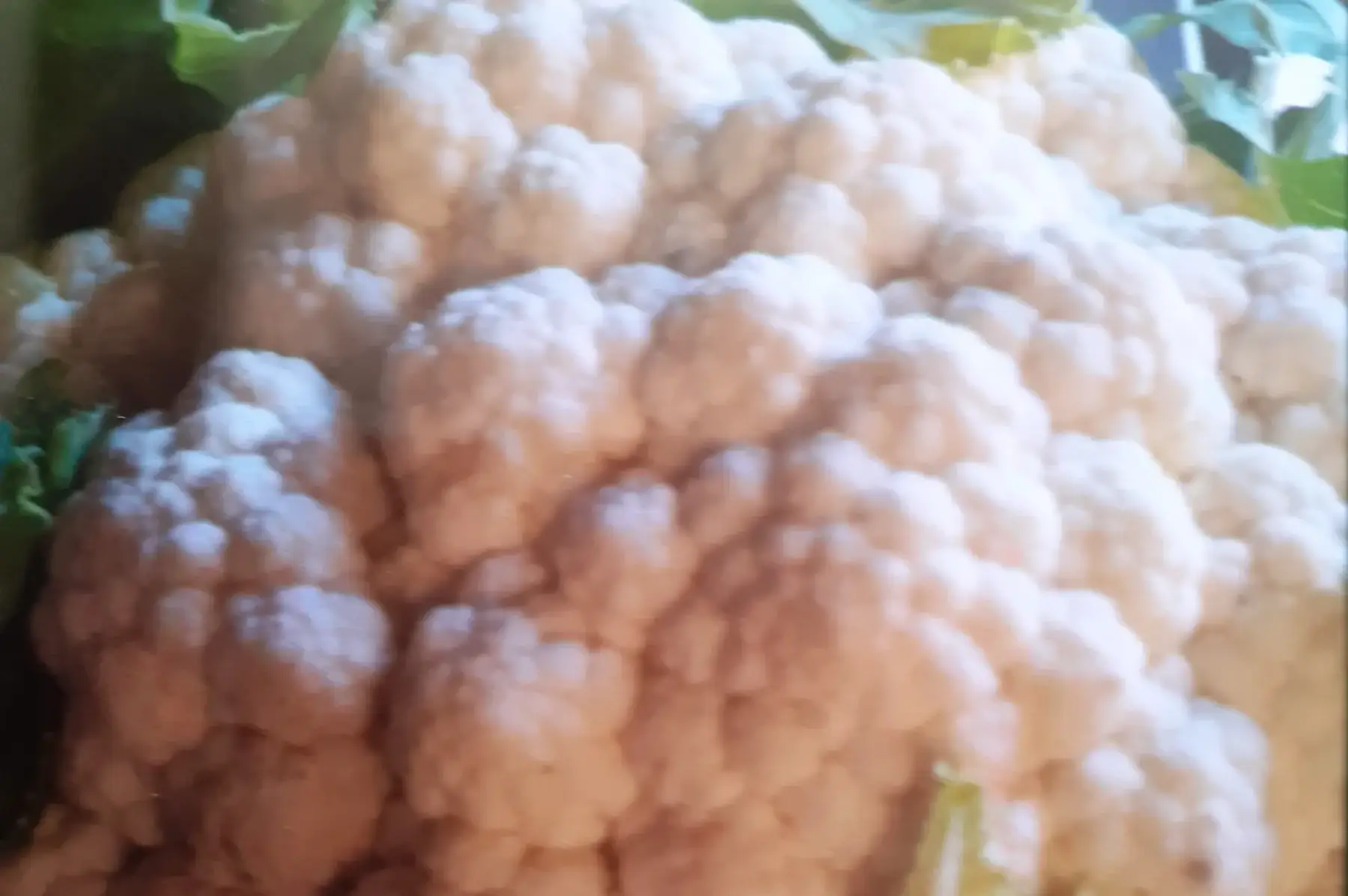 jerome laborde (le jardin de bel air)