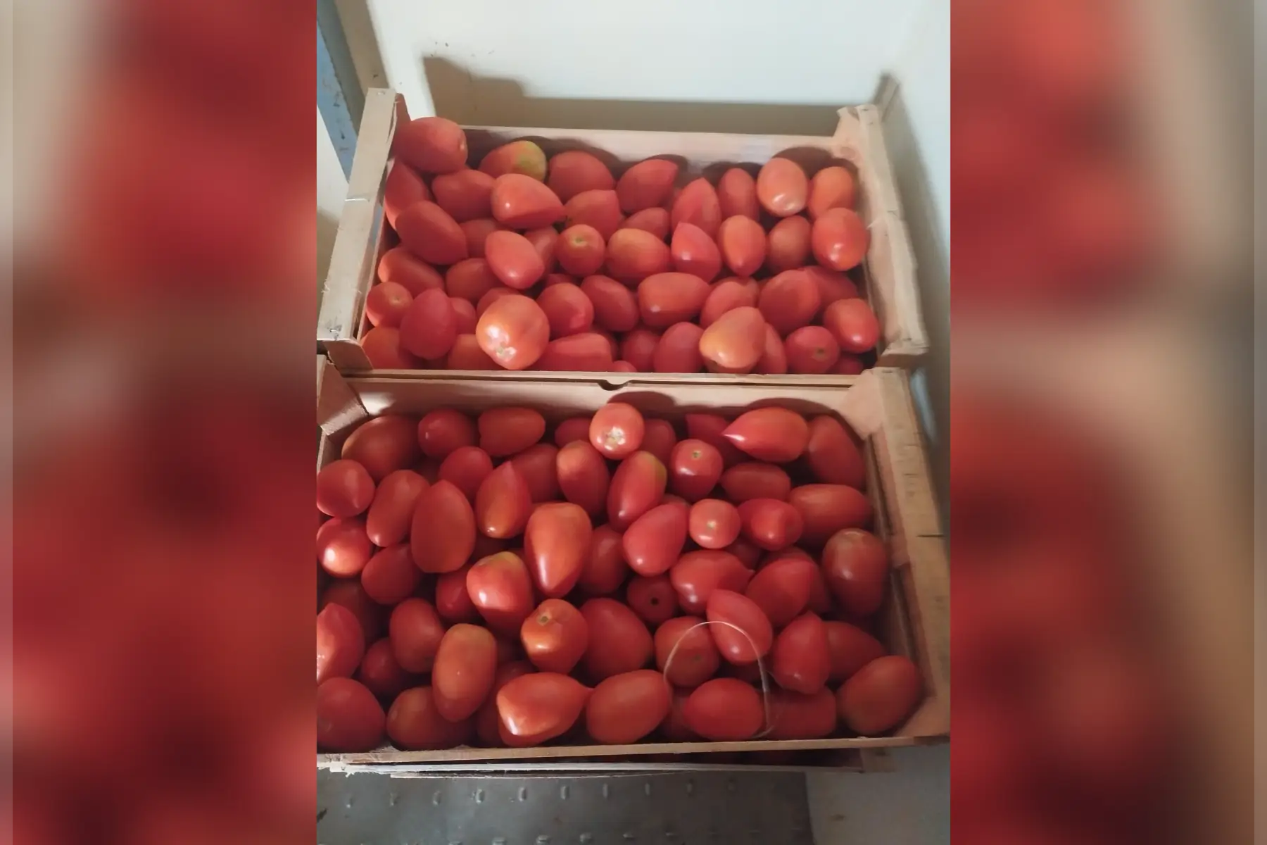 Tomate type roma 10kg pour sauce