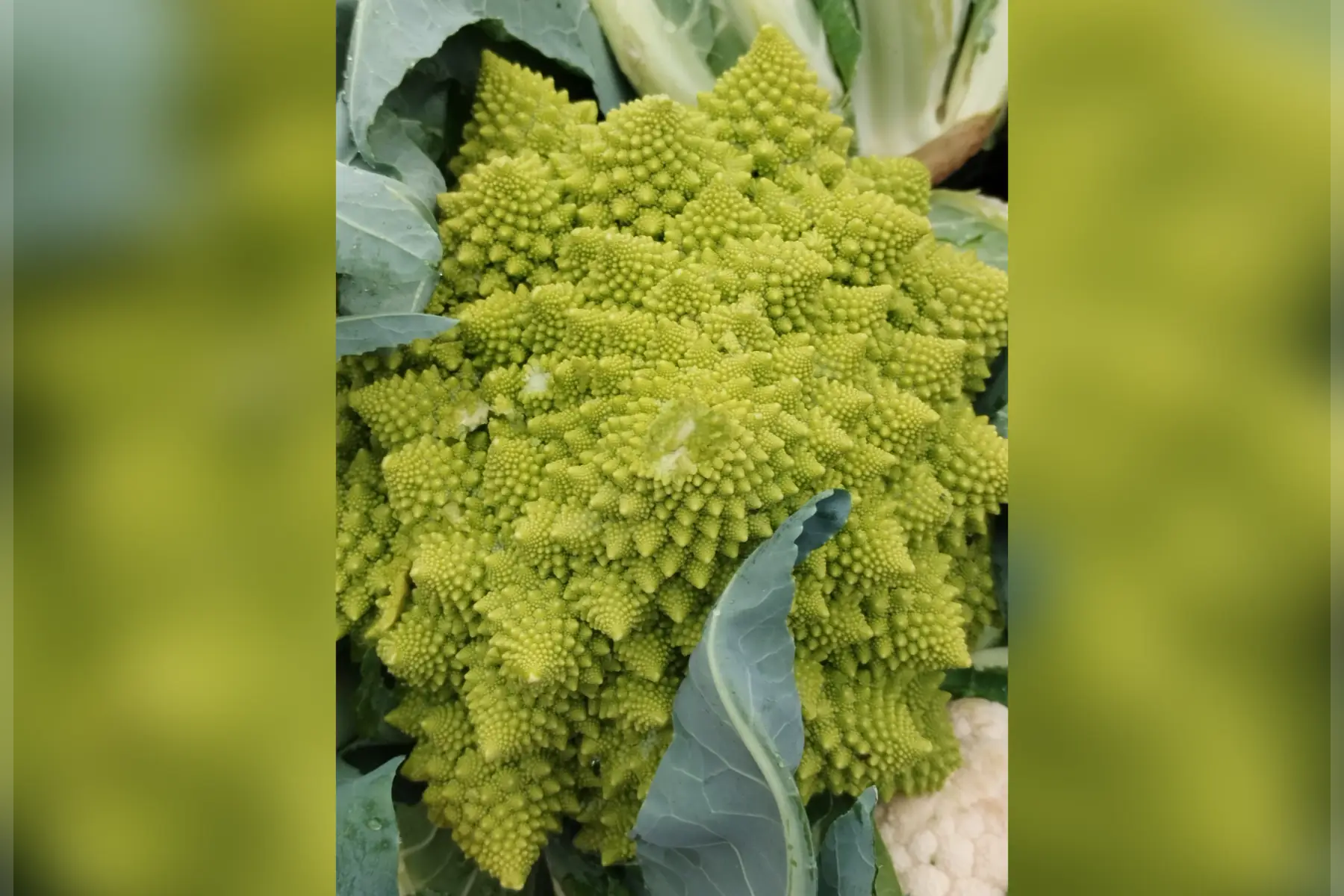 chou romanesco