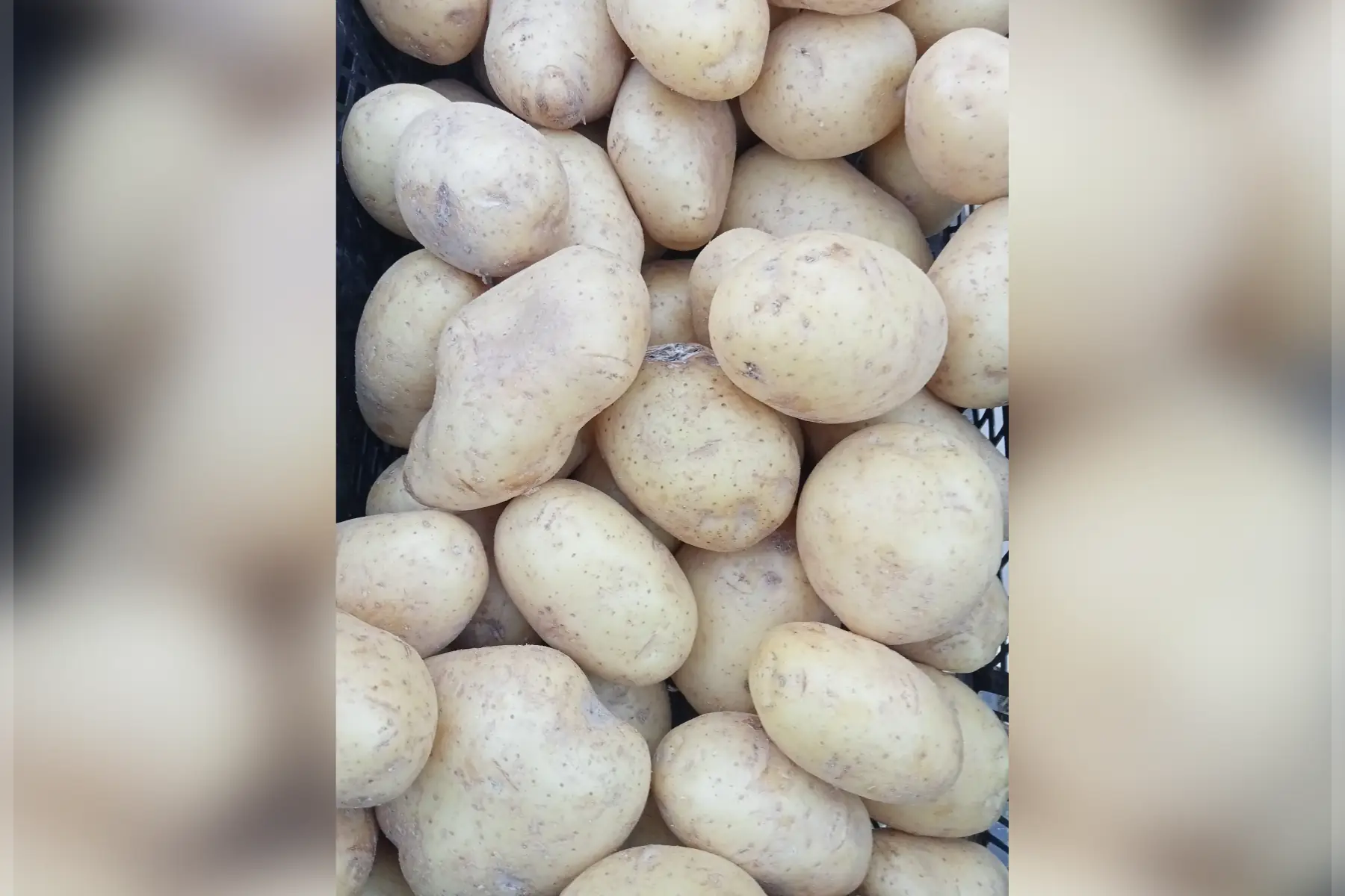 pomme de terre nouvelle recolte