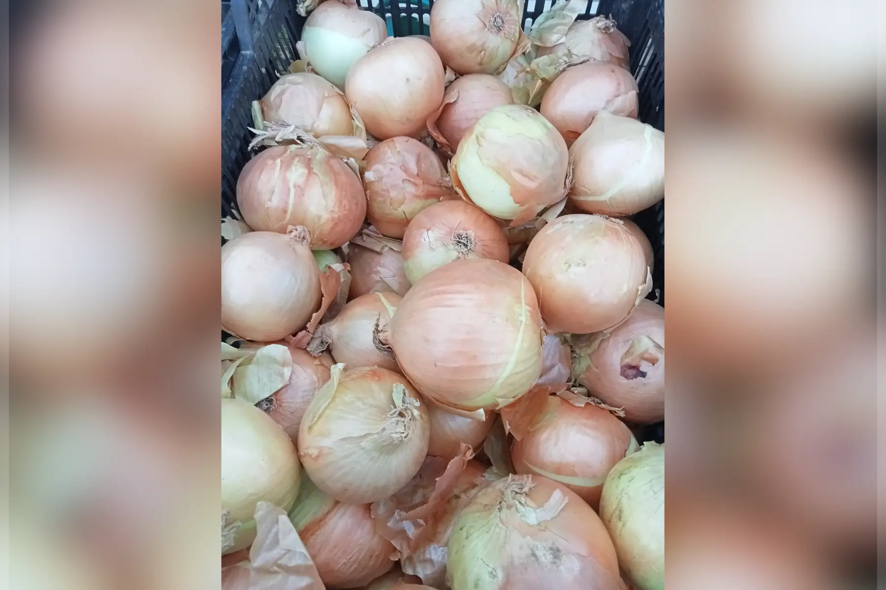 nouvelle récolte oignon jaune sec